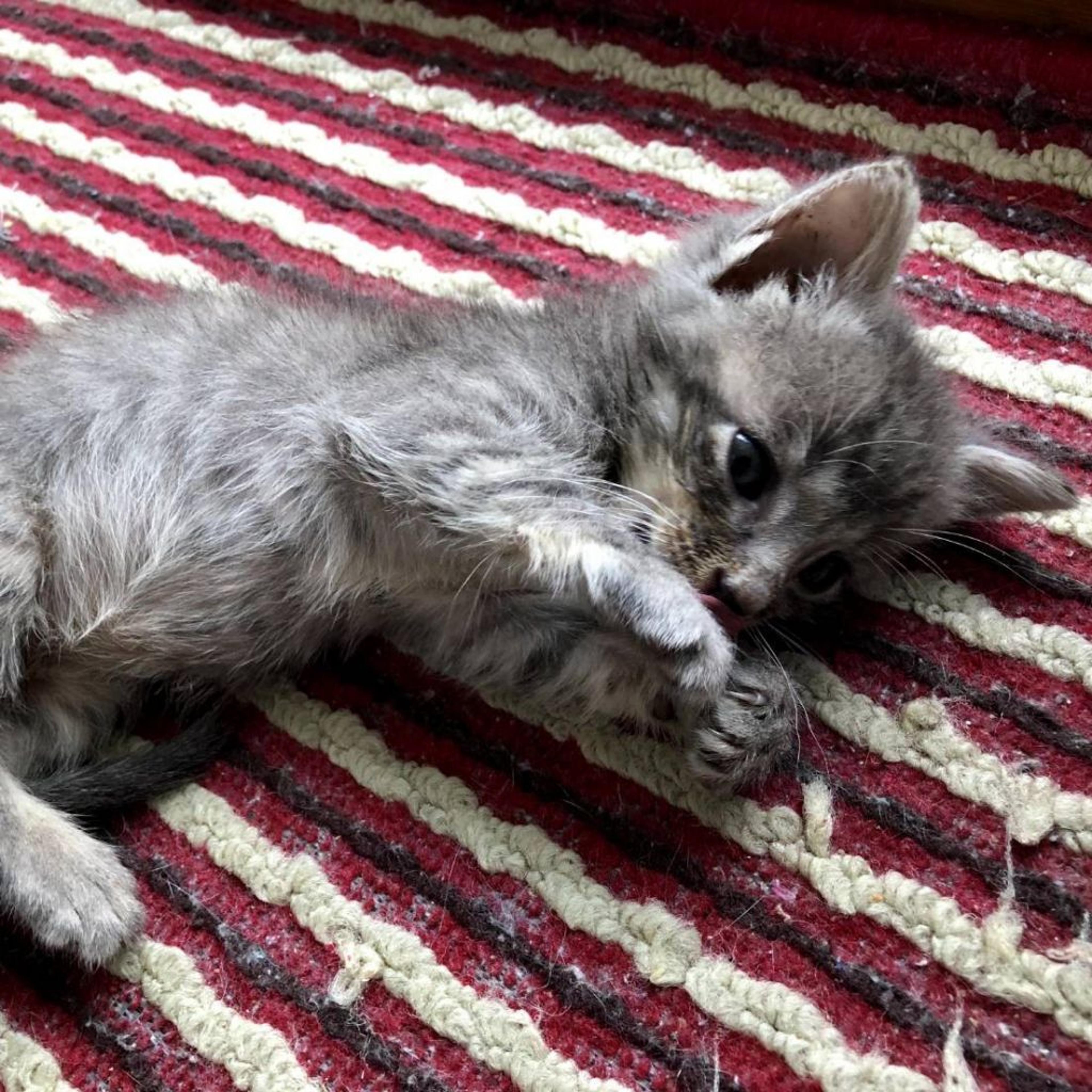 pet-image-3