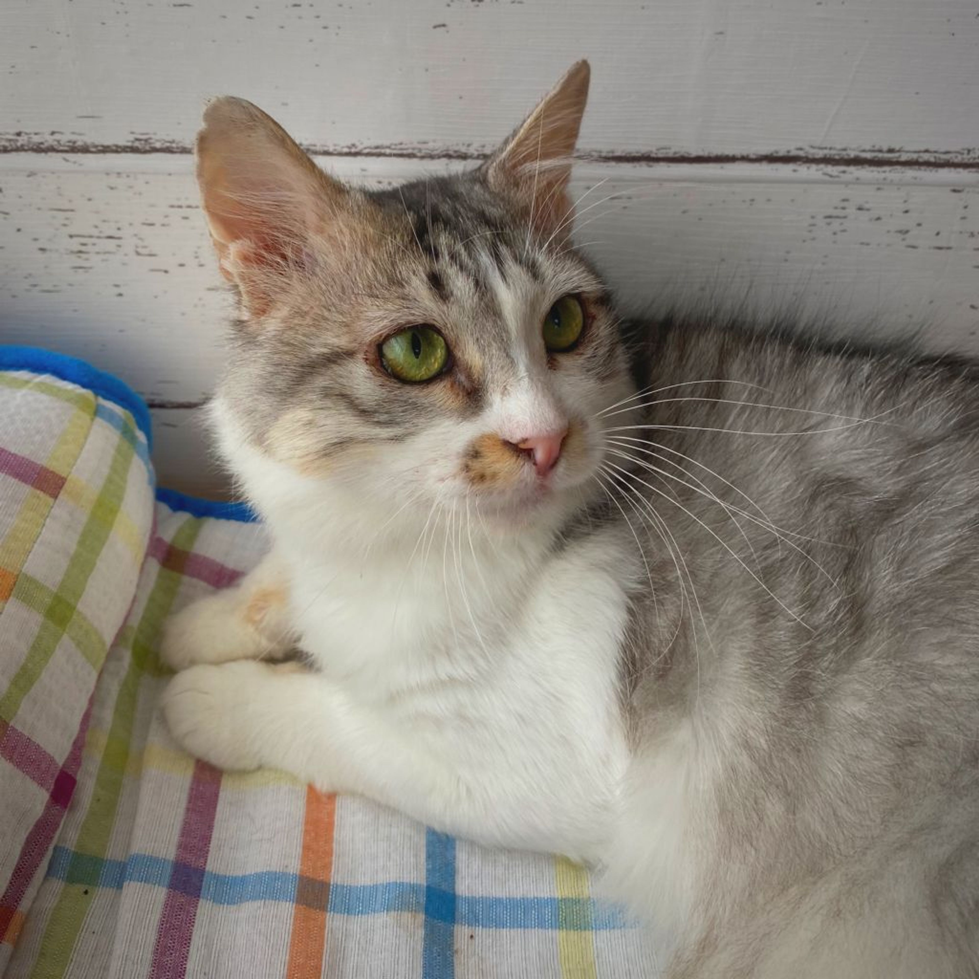 pet-image-5