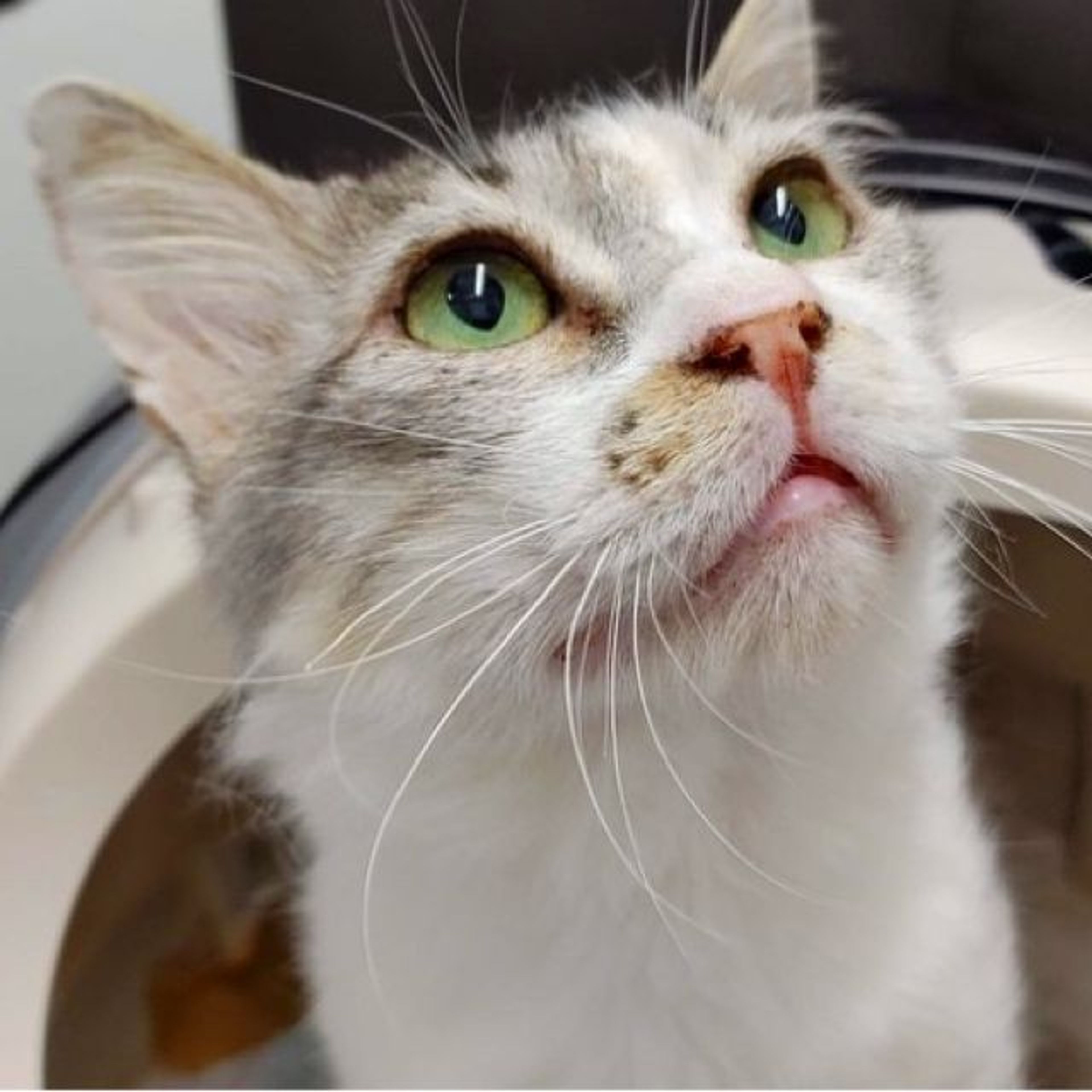 pet-image-7