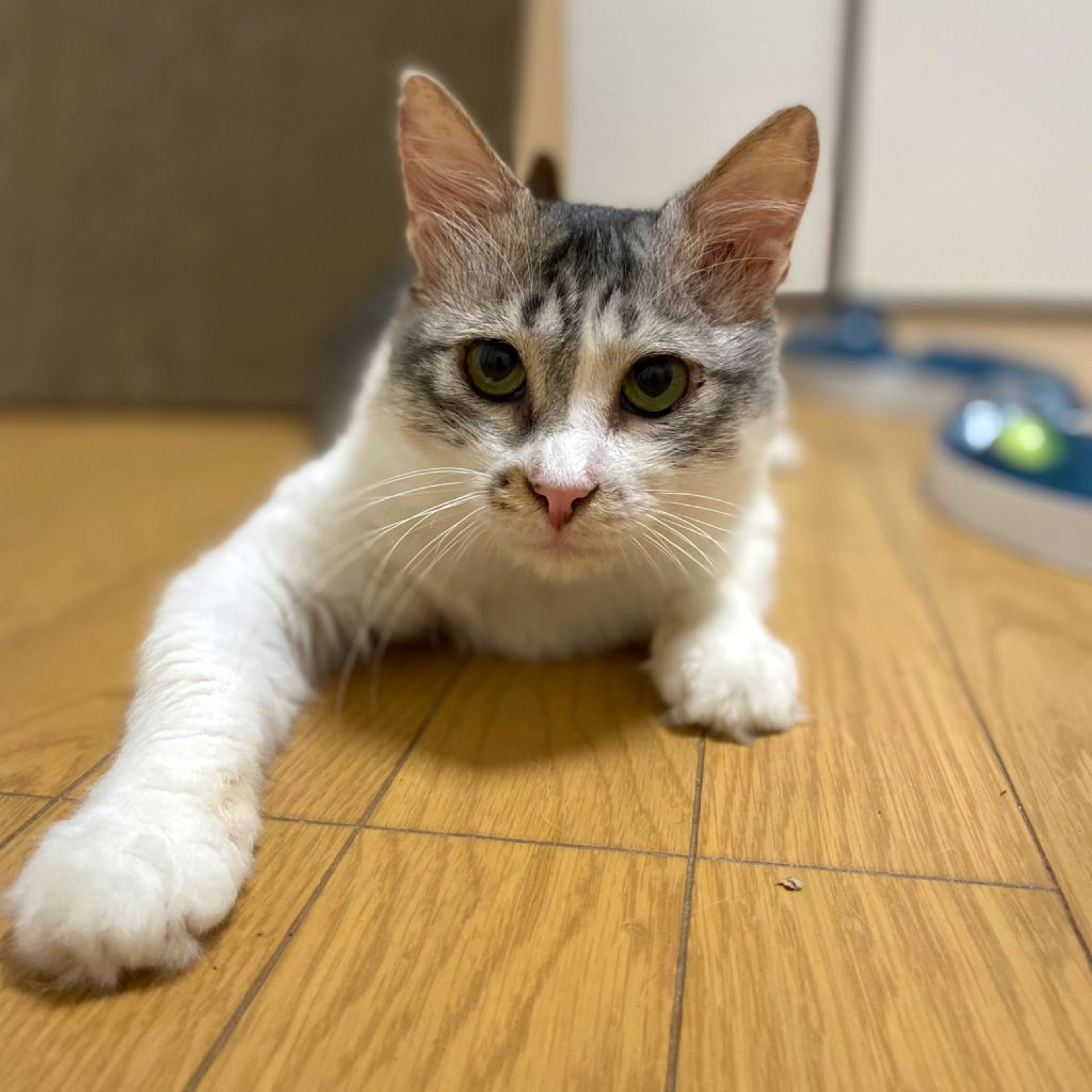 pet-image-8