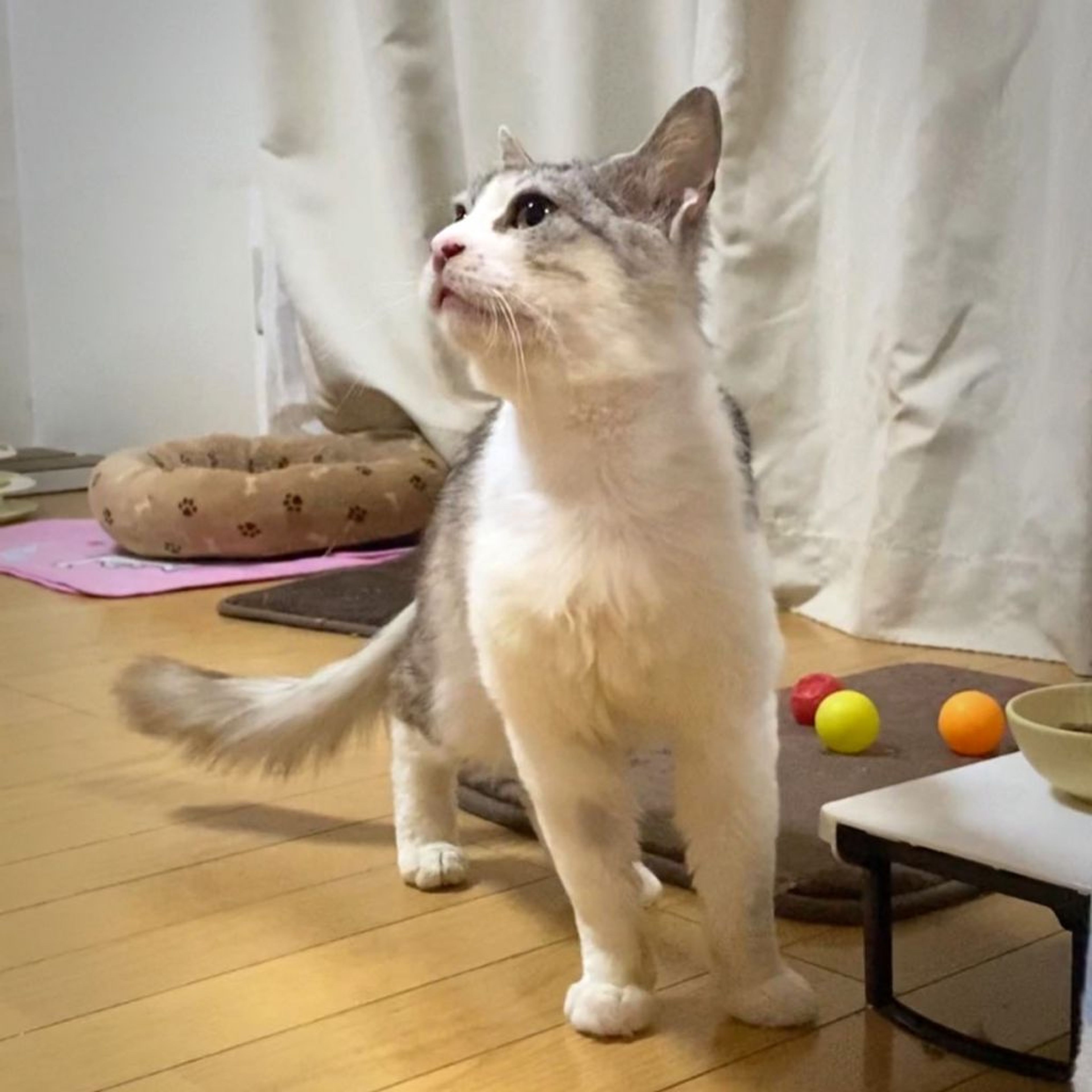 pet-image-9