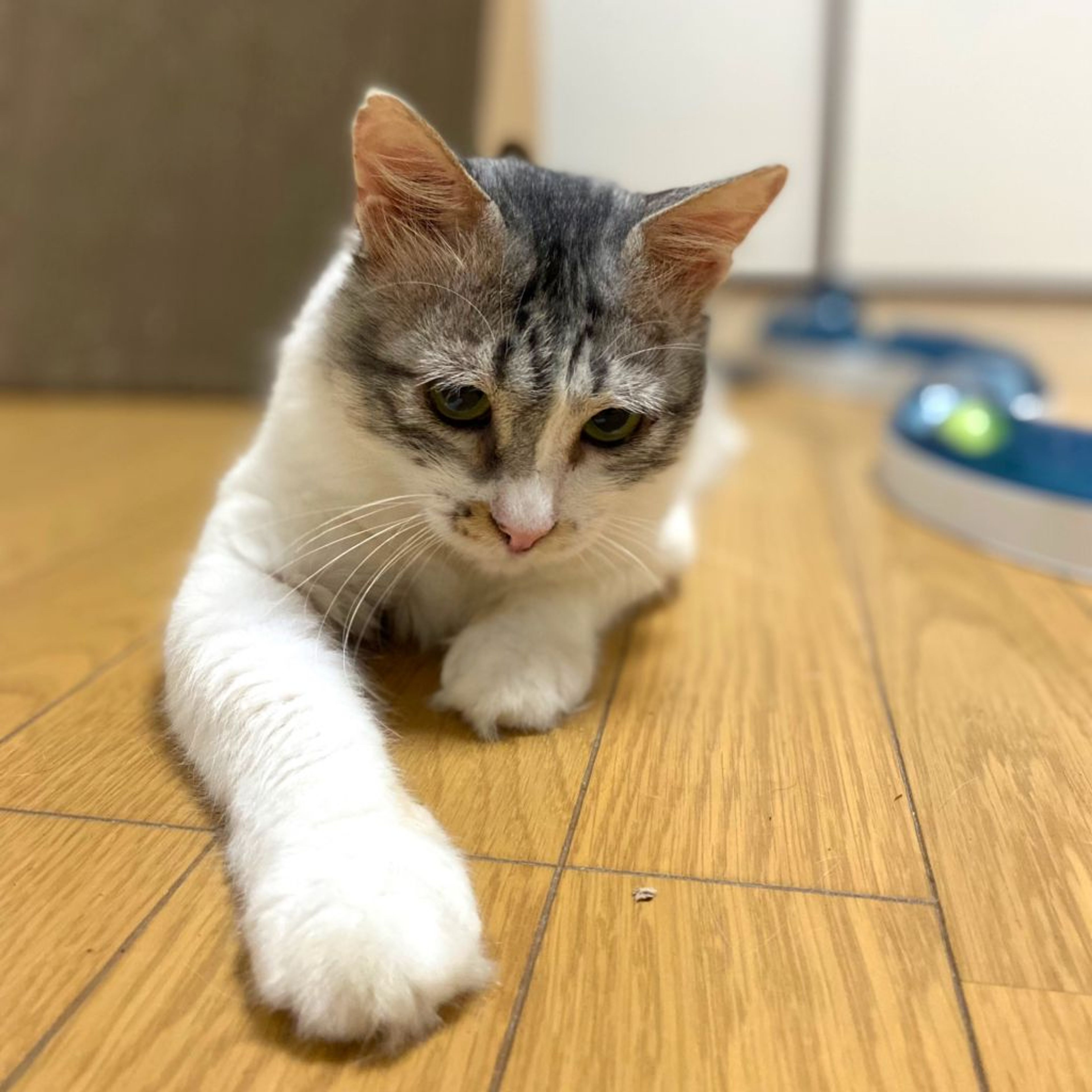 pet-image-10
