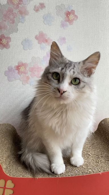 シーガの写真