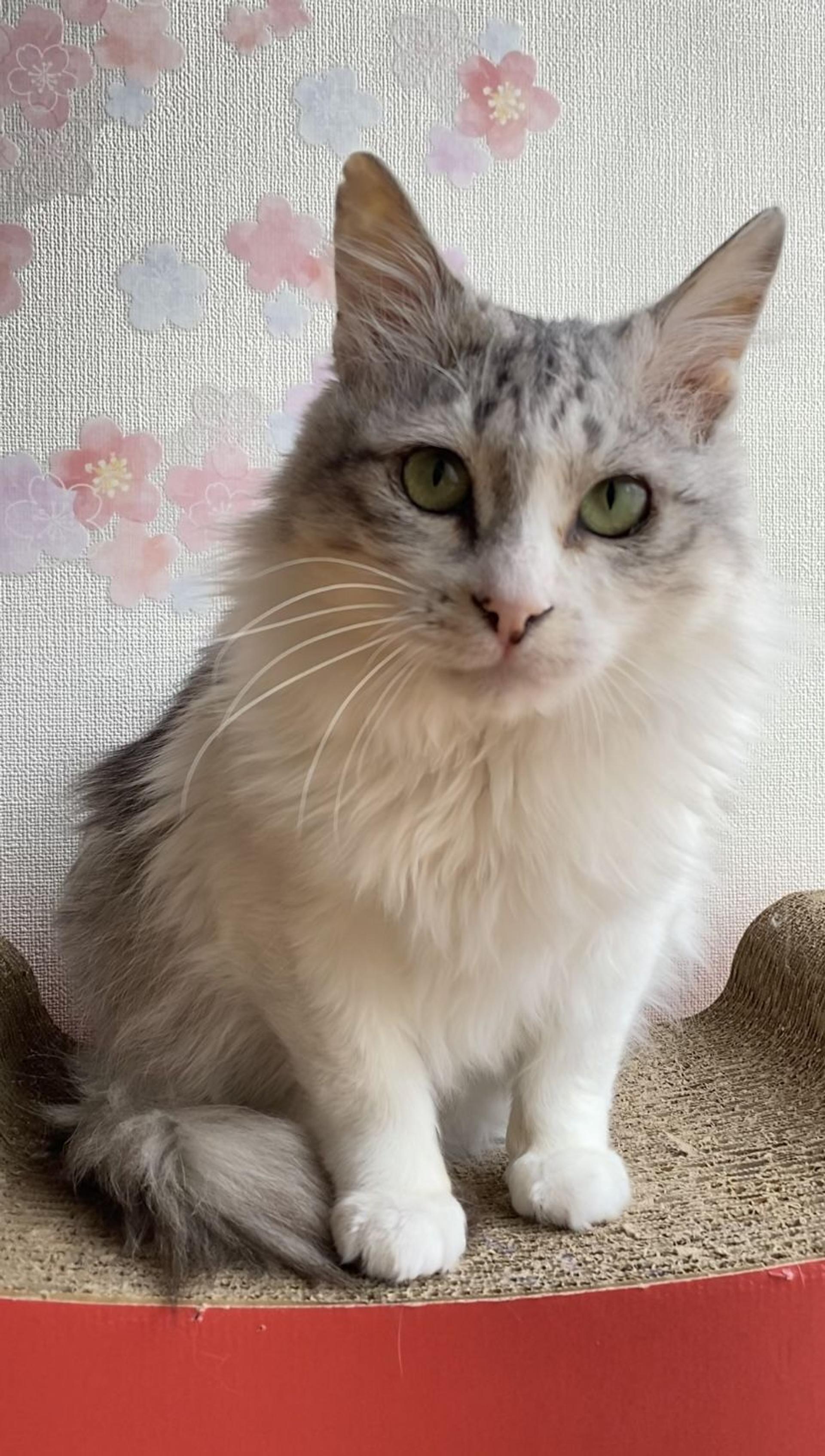 pet-image-4