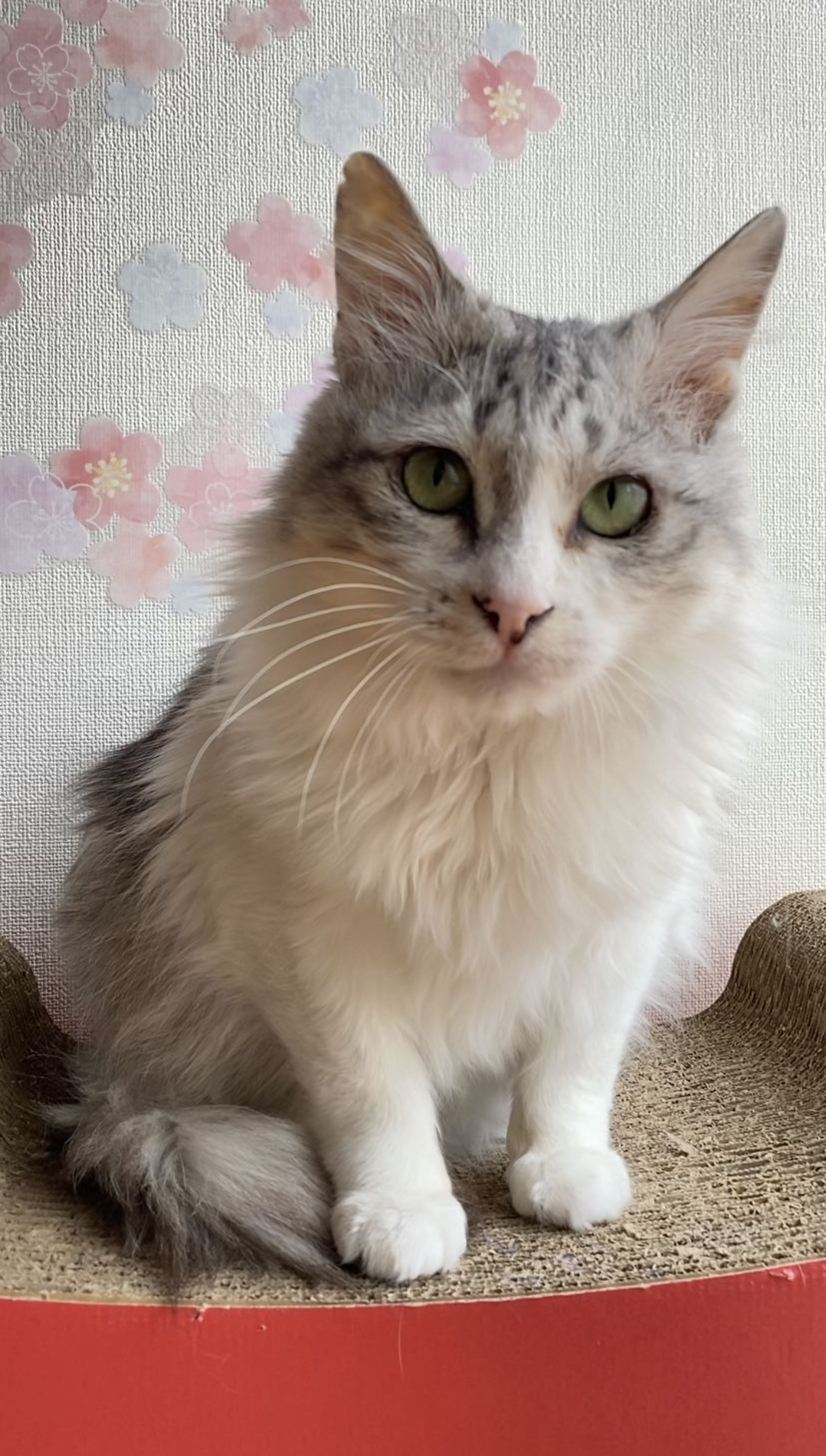 pet-image-4