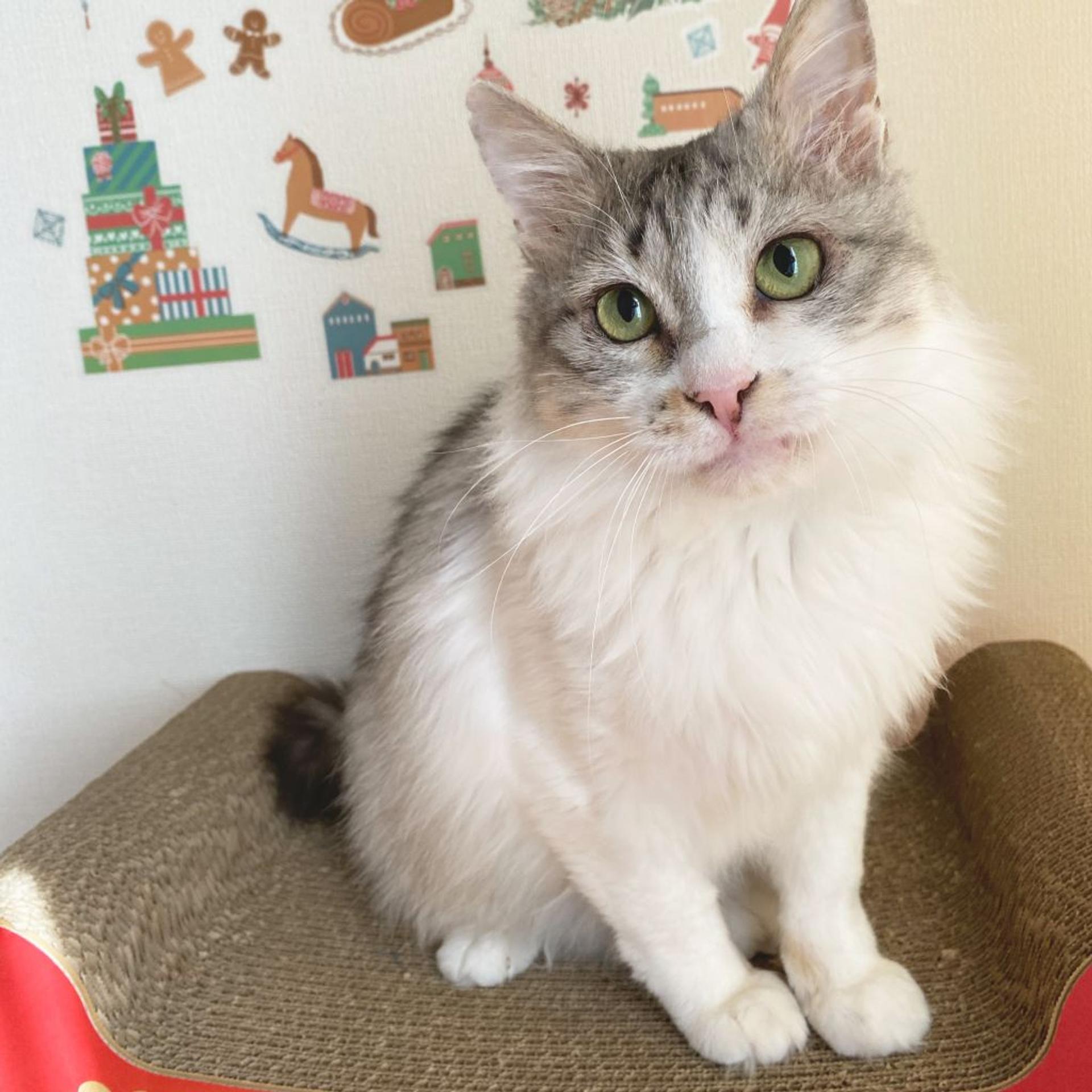 pet-image-2