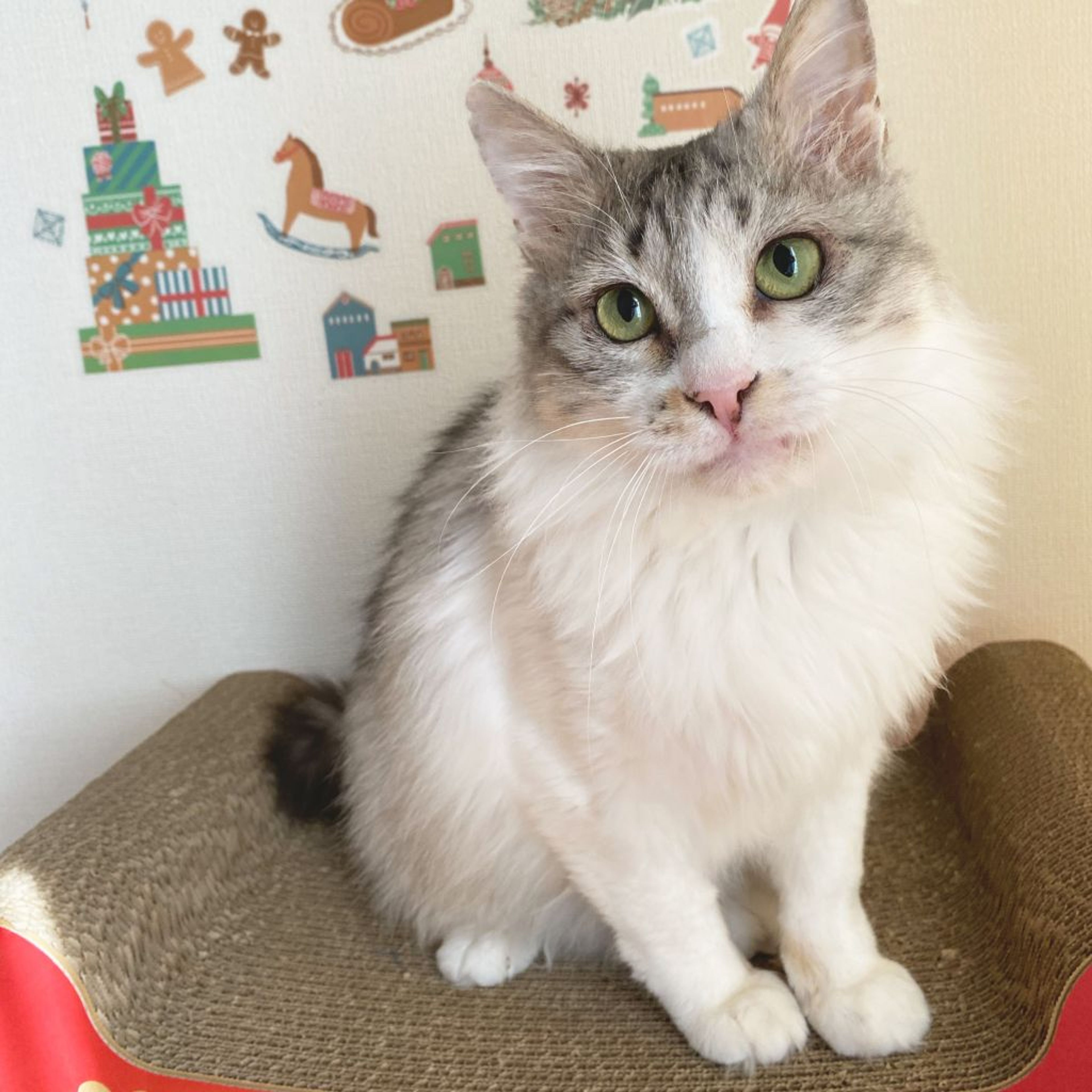 pet-image-2