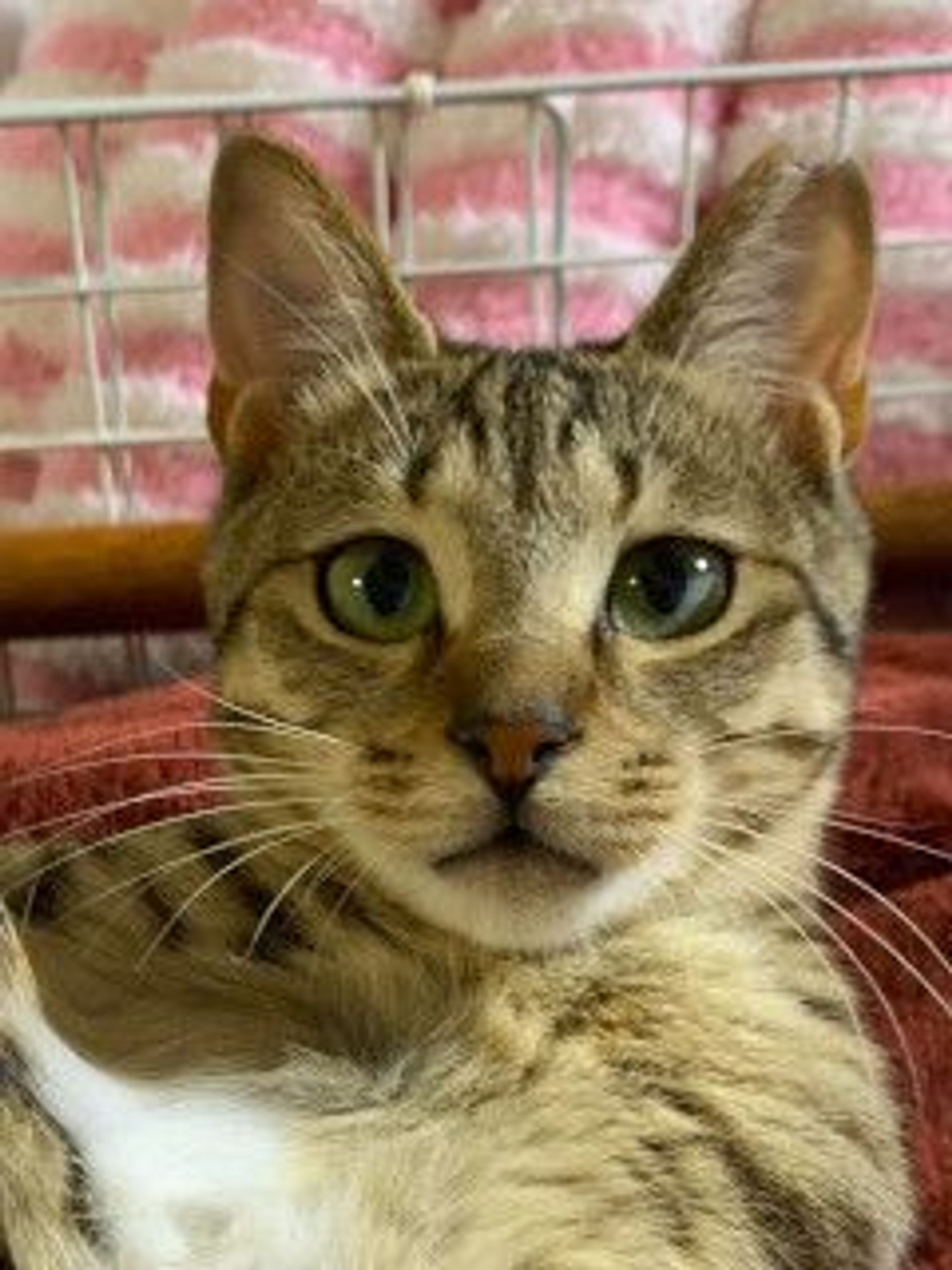 雑種（ミックス猫）・メスの里親募集の写真
