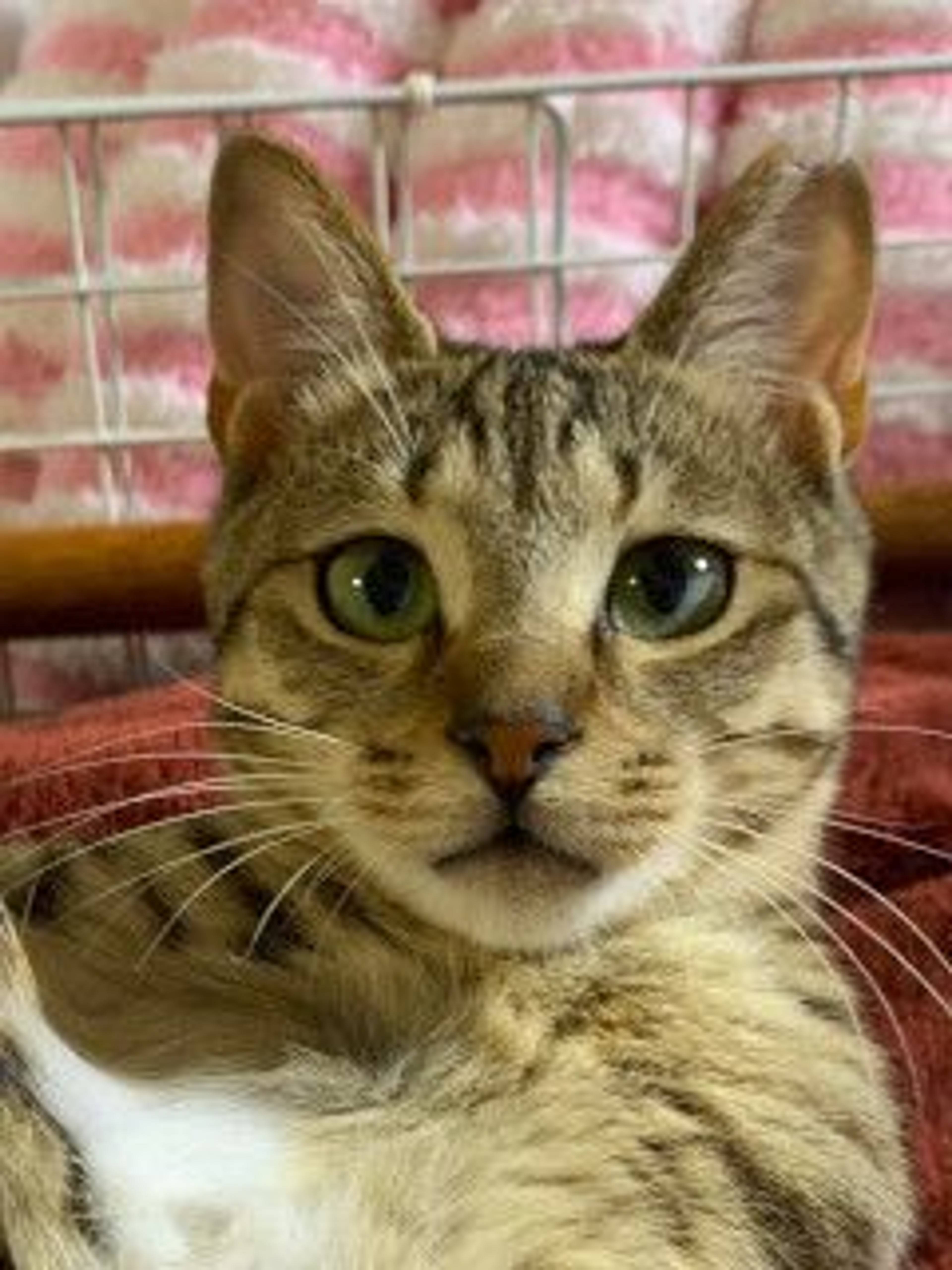 雑種（ミックス猫）・メスの里親募集の写真