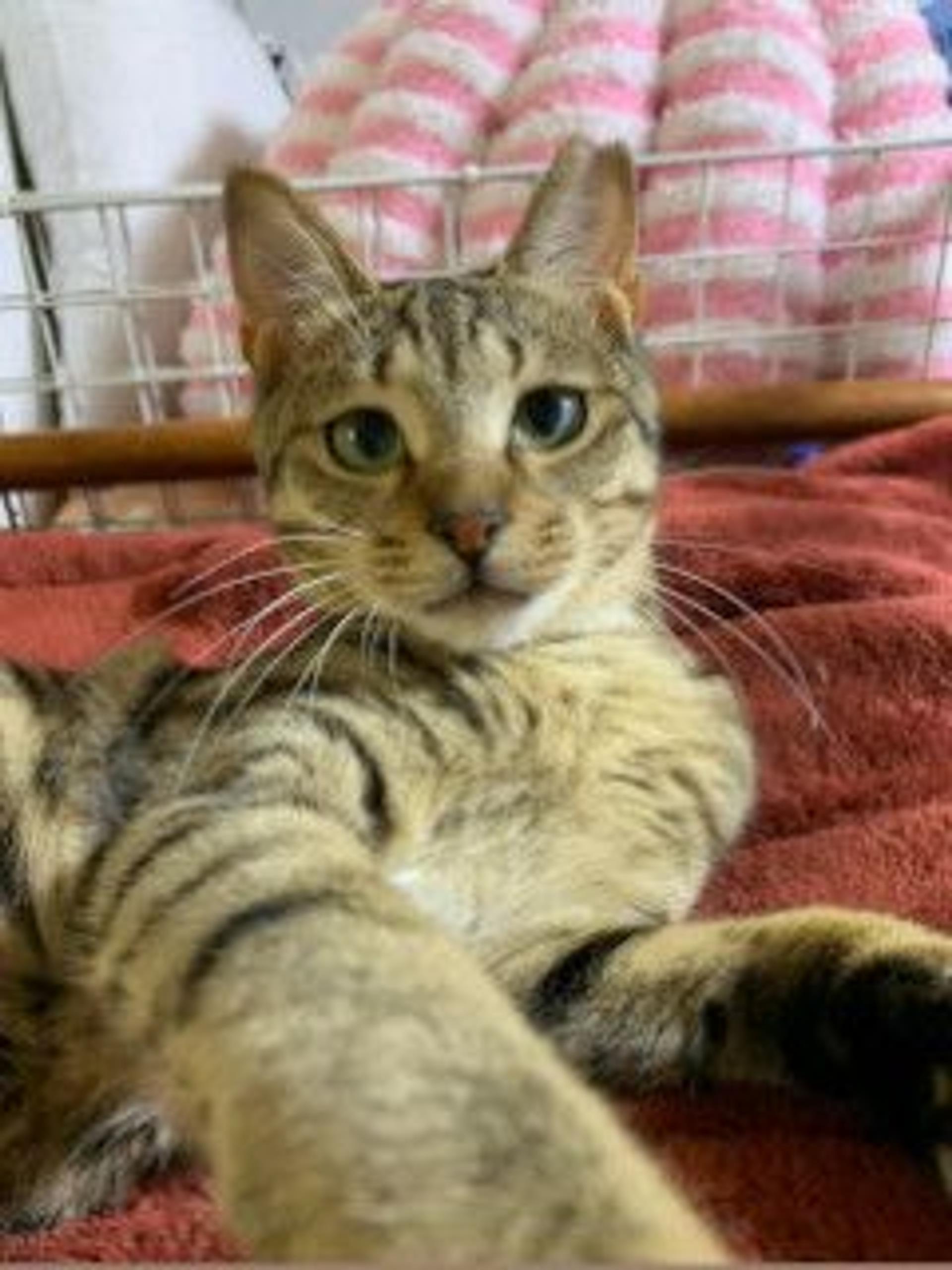 pet-image-7