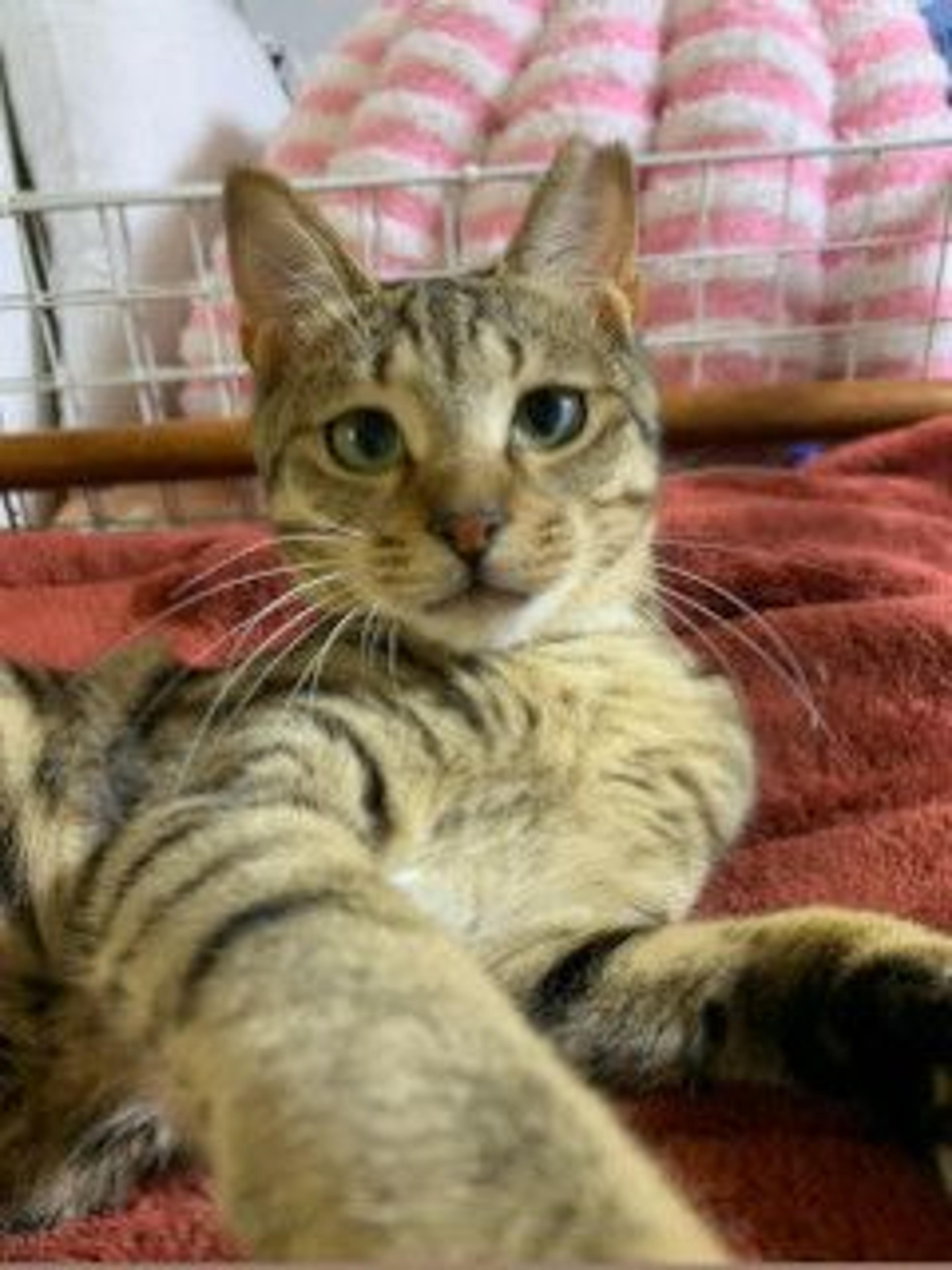 pet-image-7