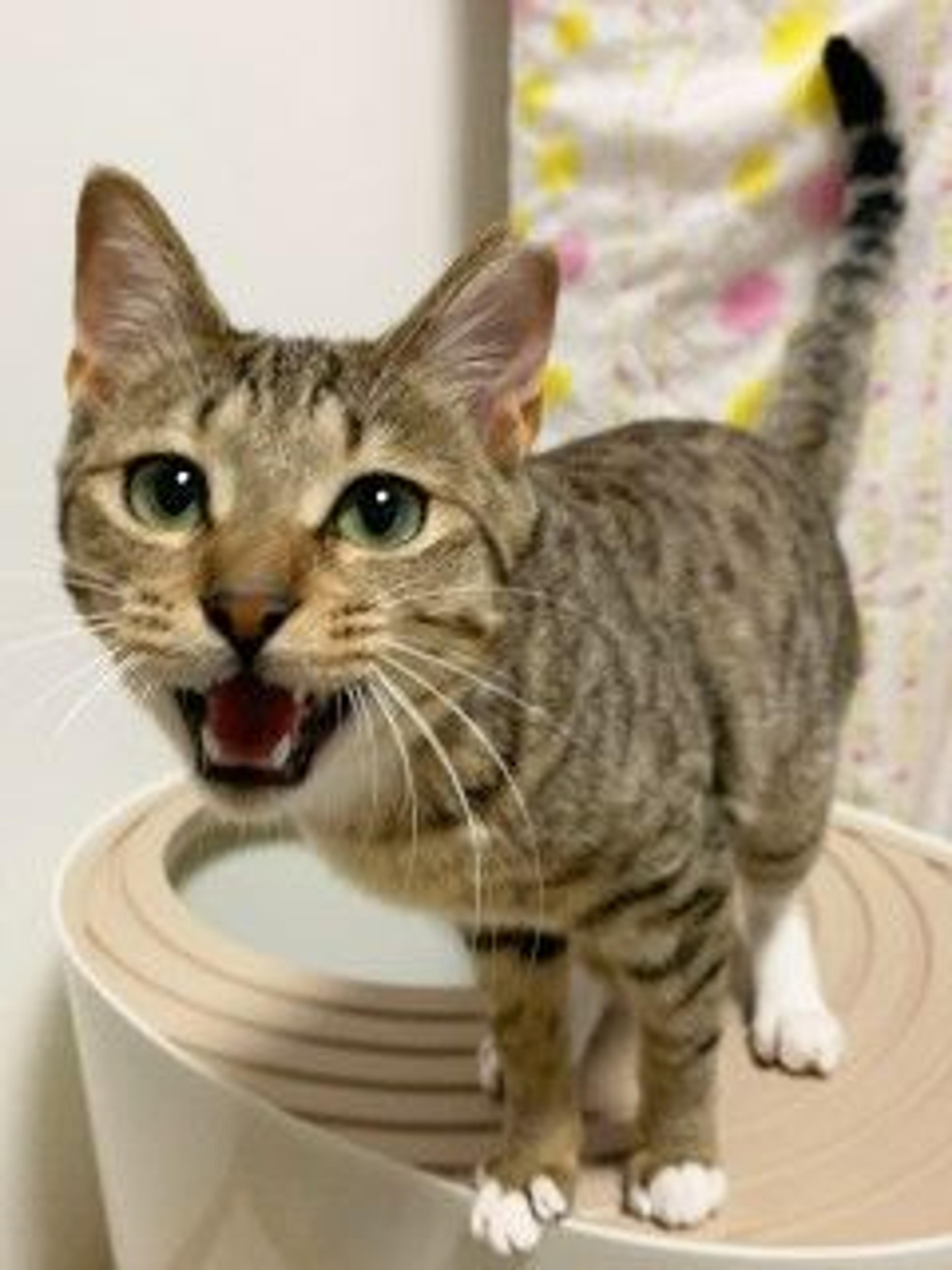 pet-image-8