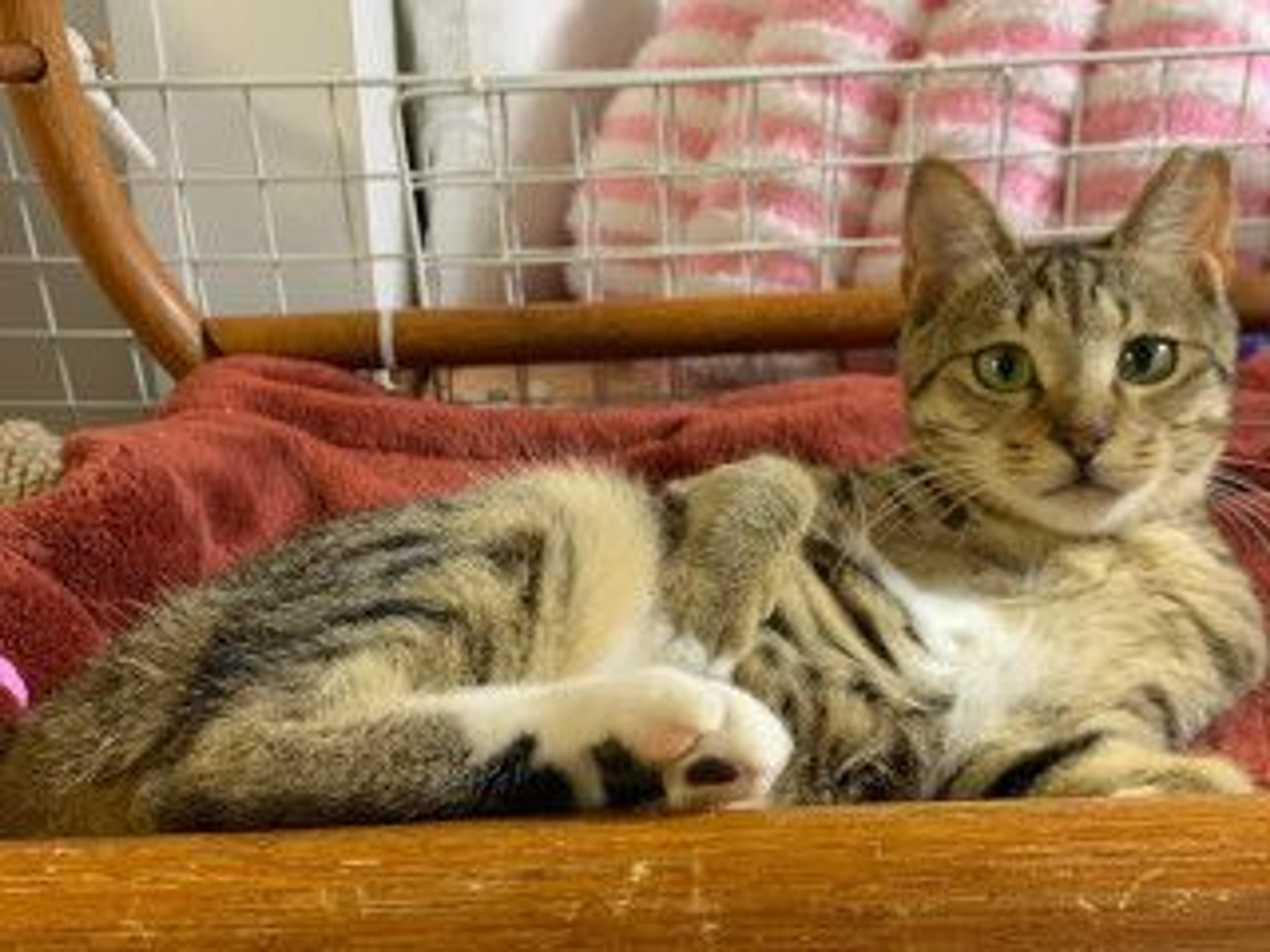 pet-image-9