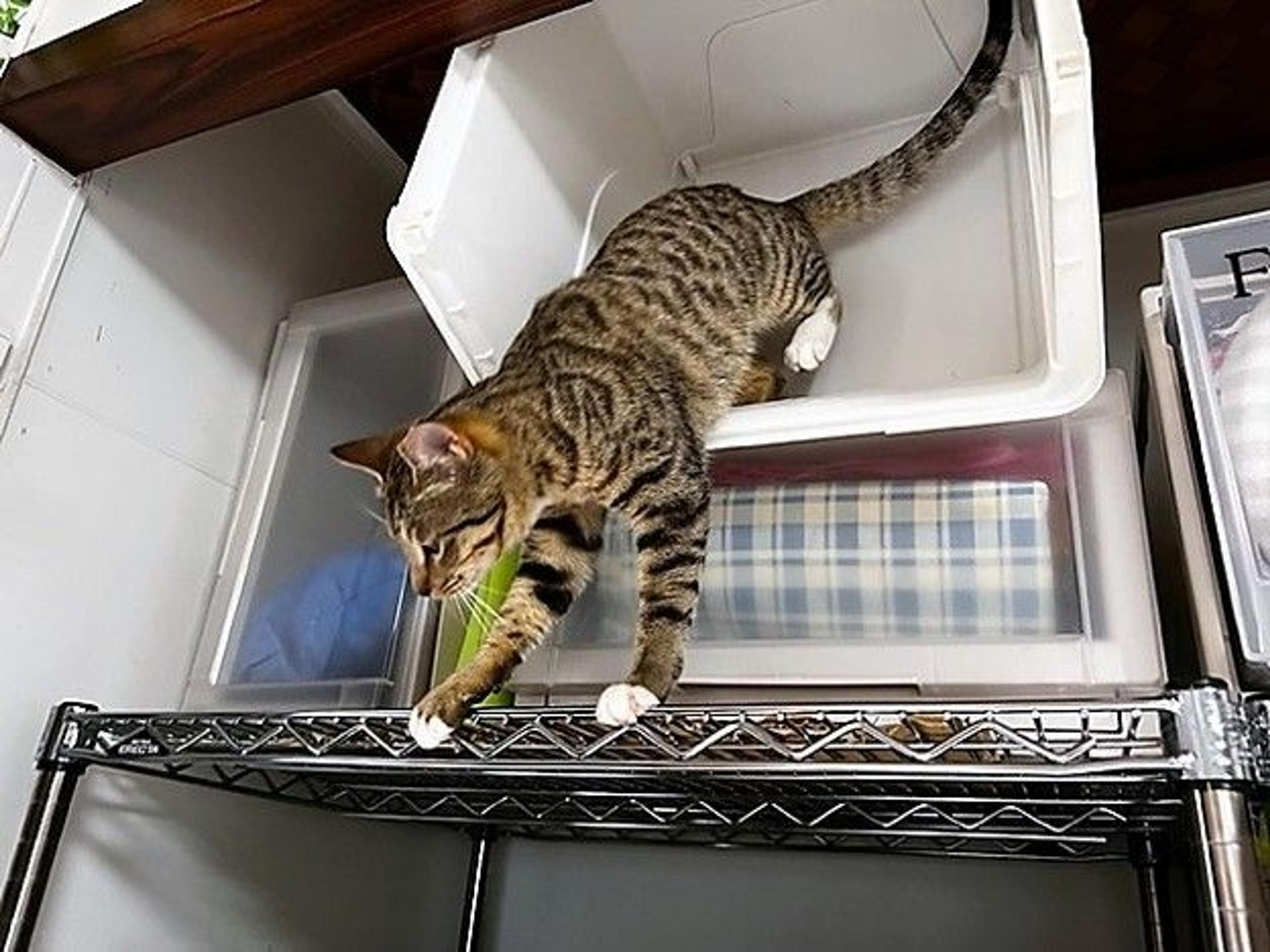 pet-image-2