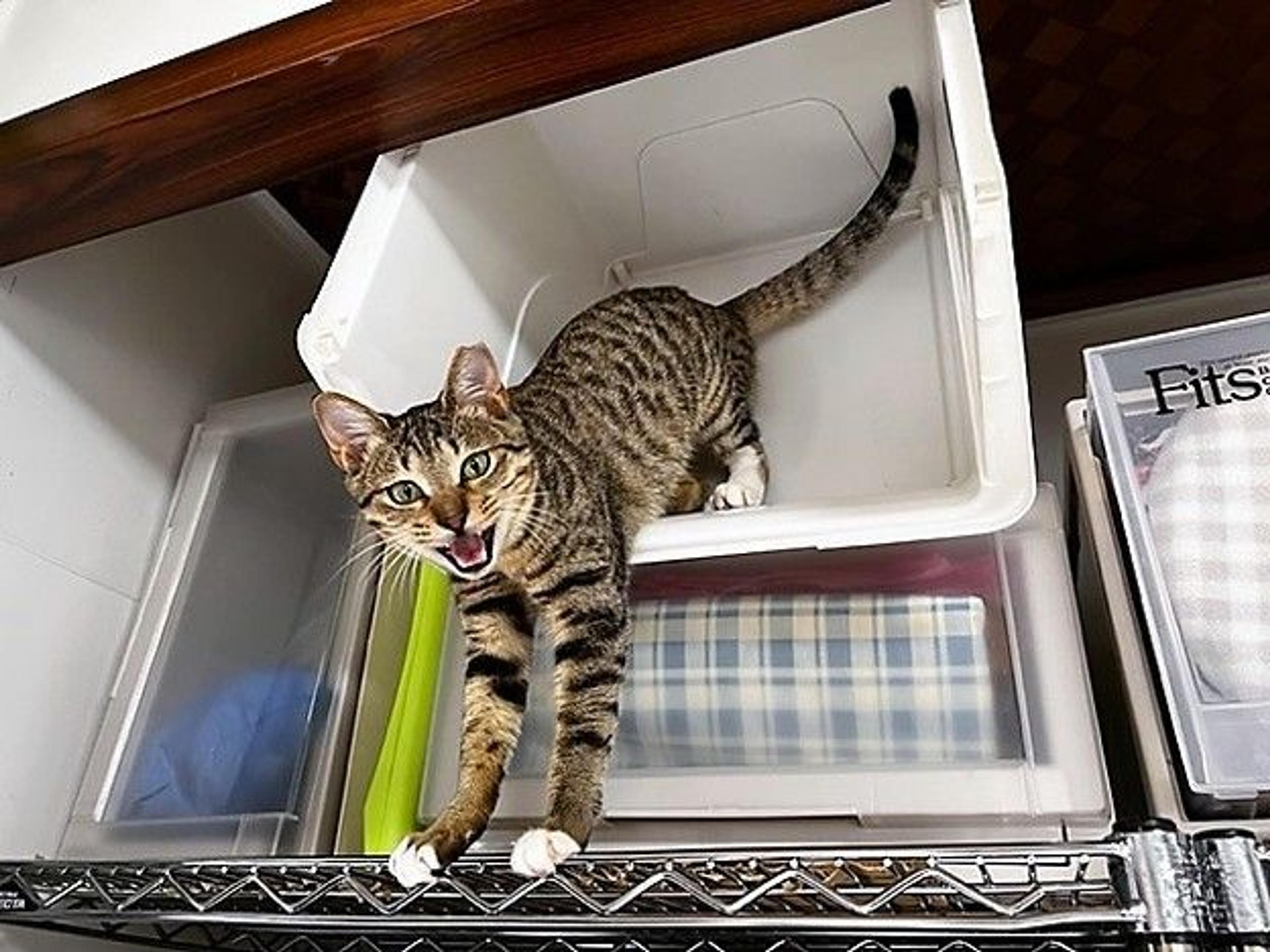 pet-image-6