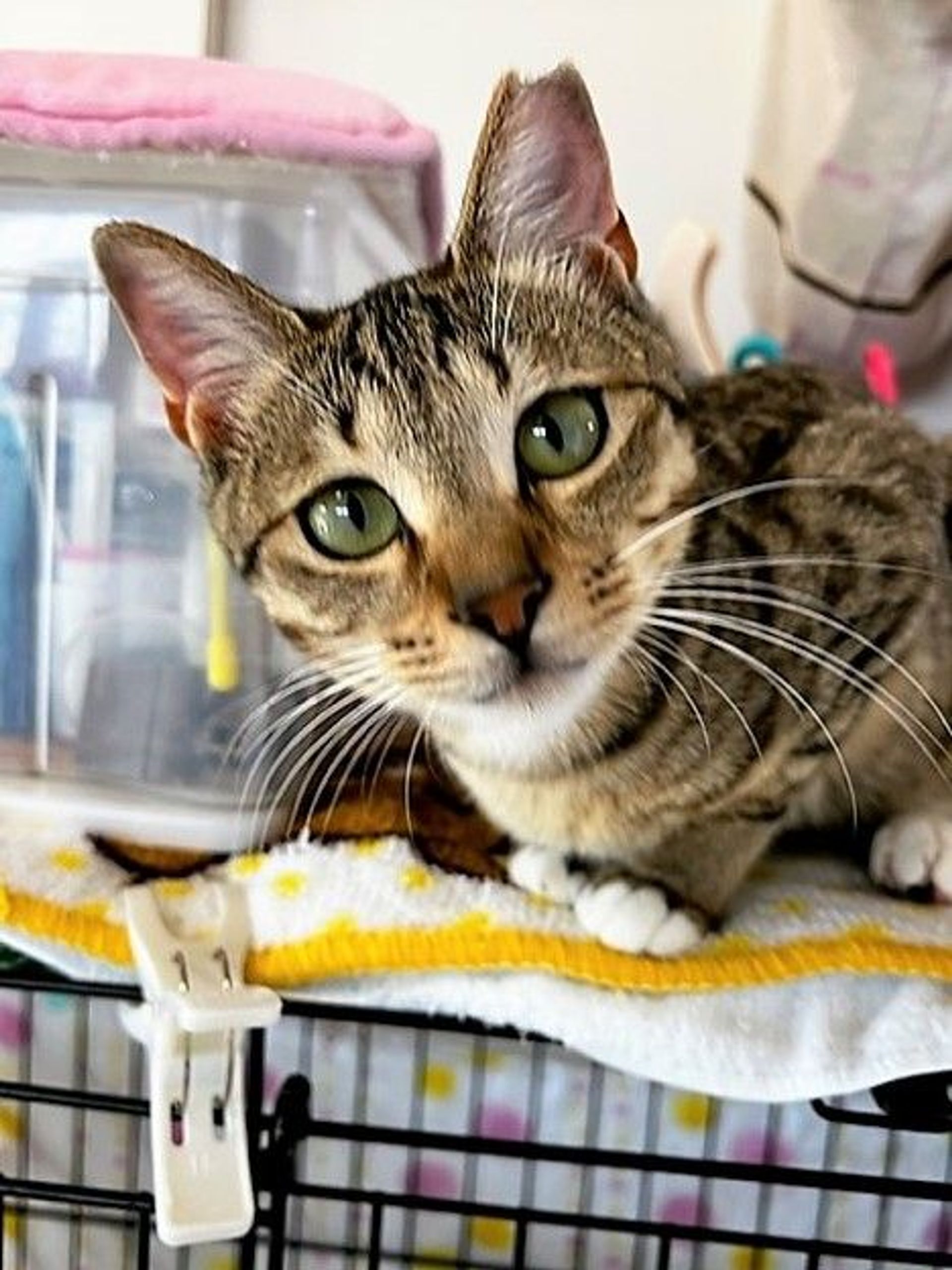 雑種（ミックス猫）・メスの里親募集の写真