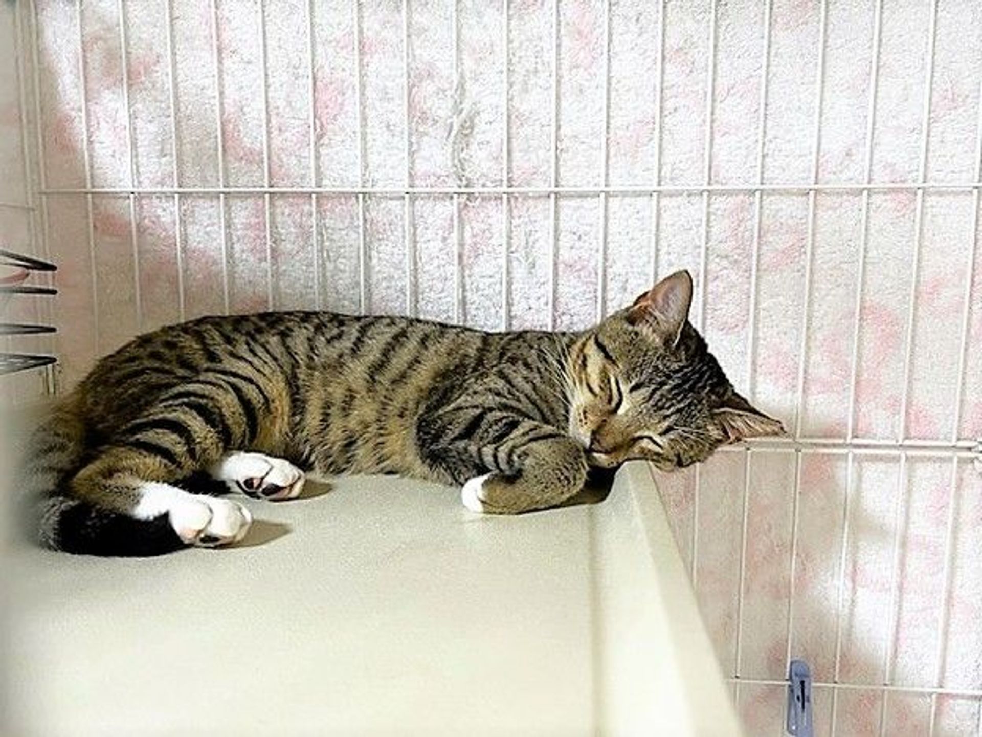 雑種（ミックス猫）・メスの里親募集の写真