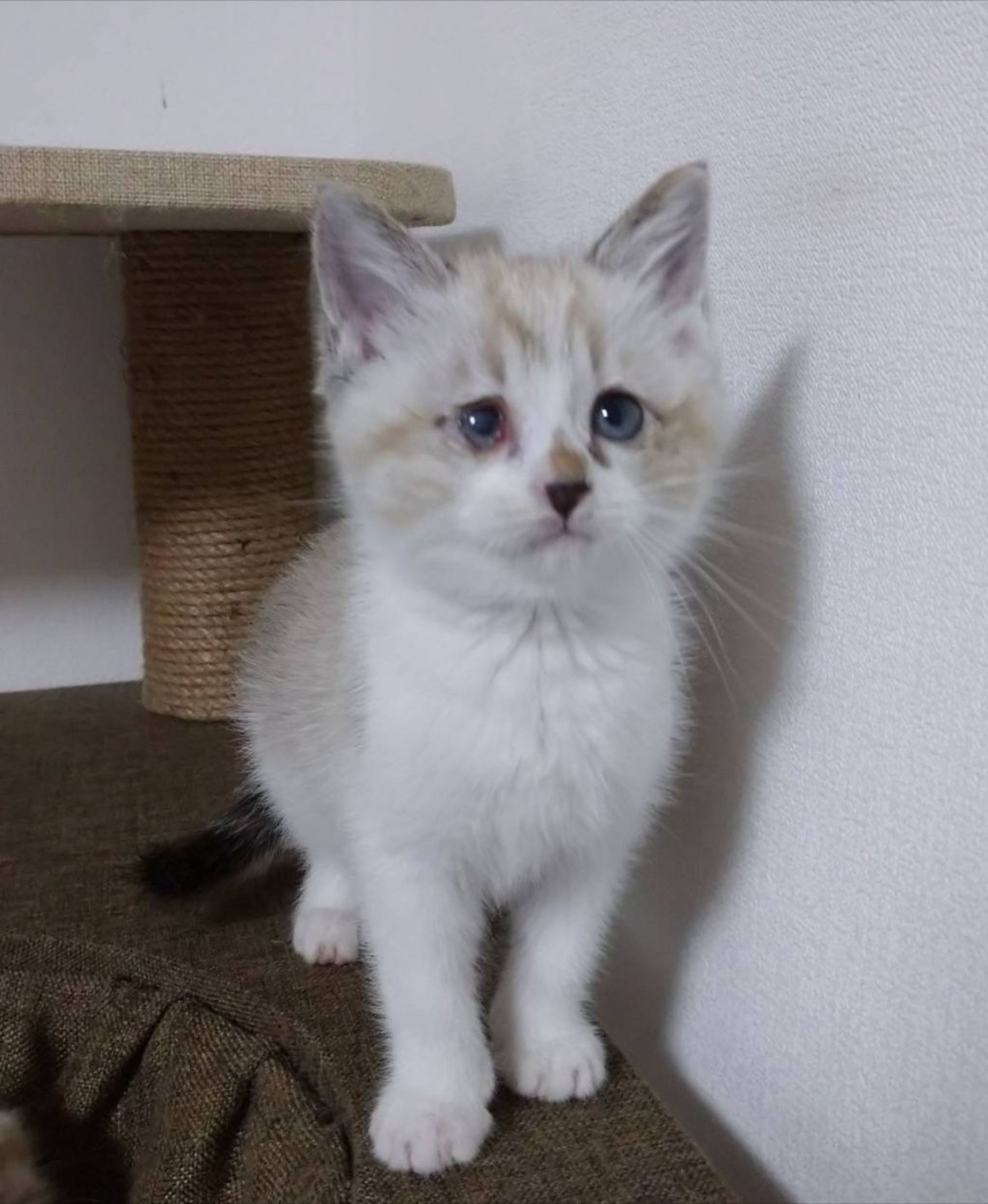 pet-image-2