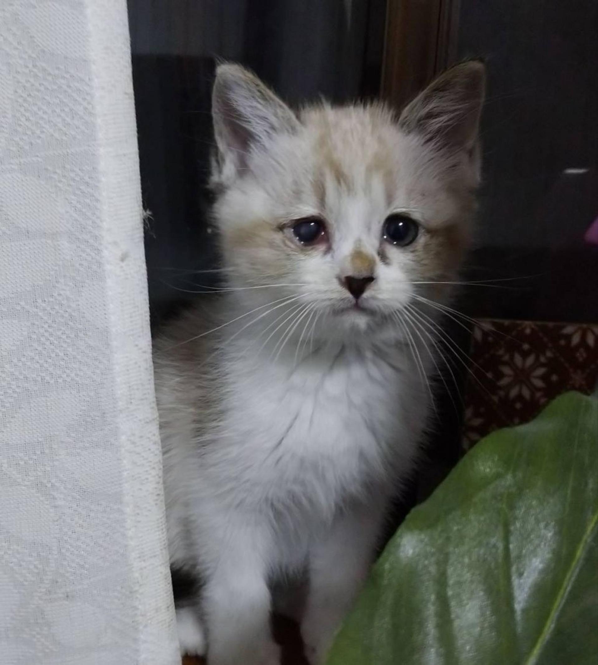 pet-image-3