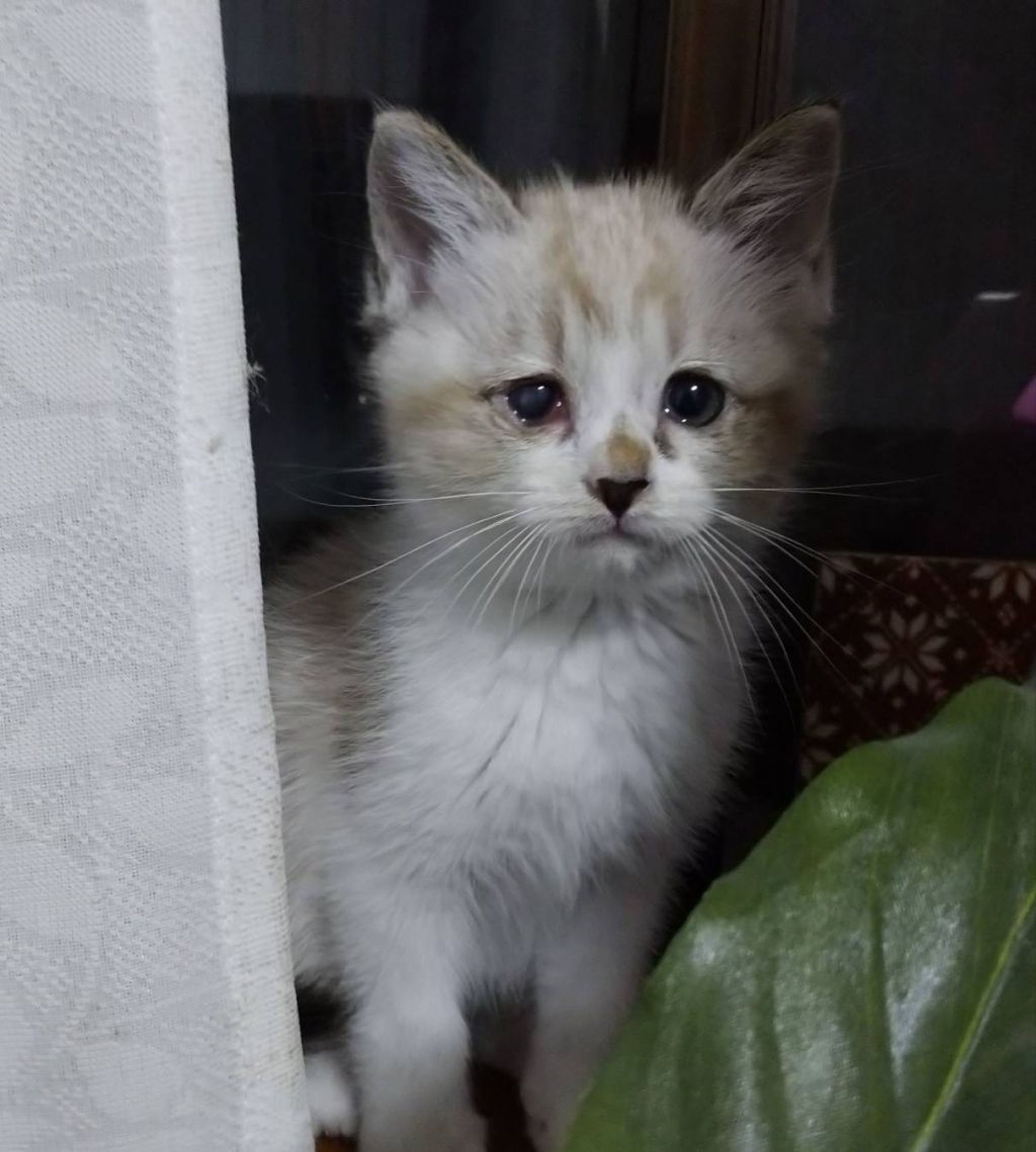 pet-image-3