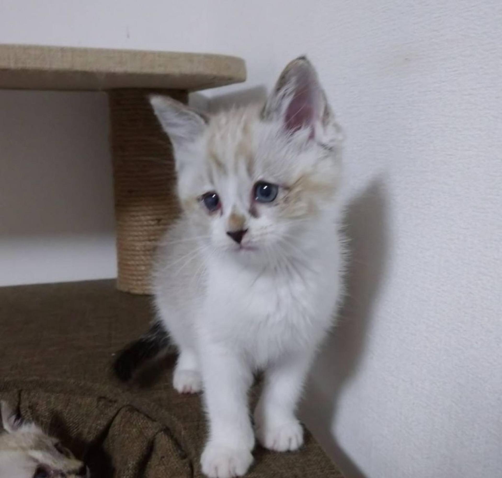 pet-image-4