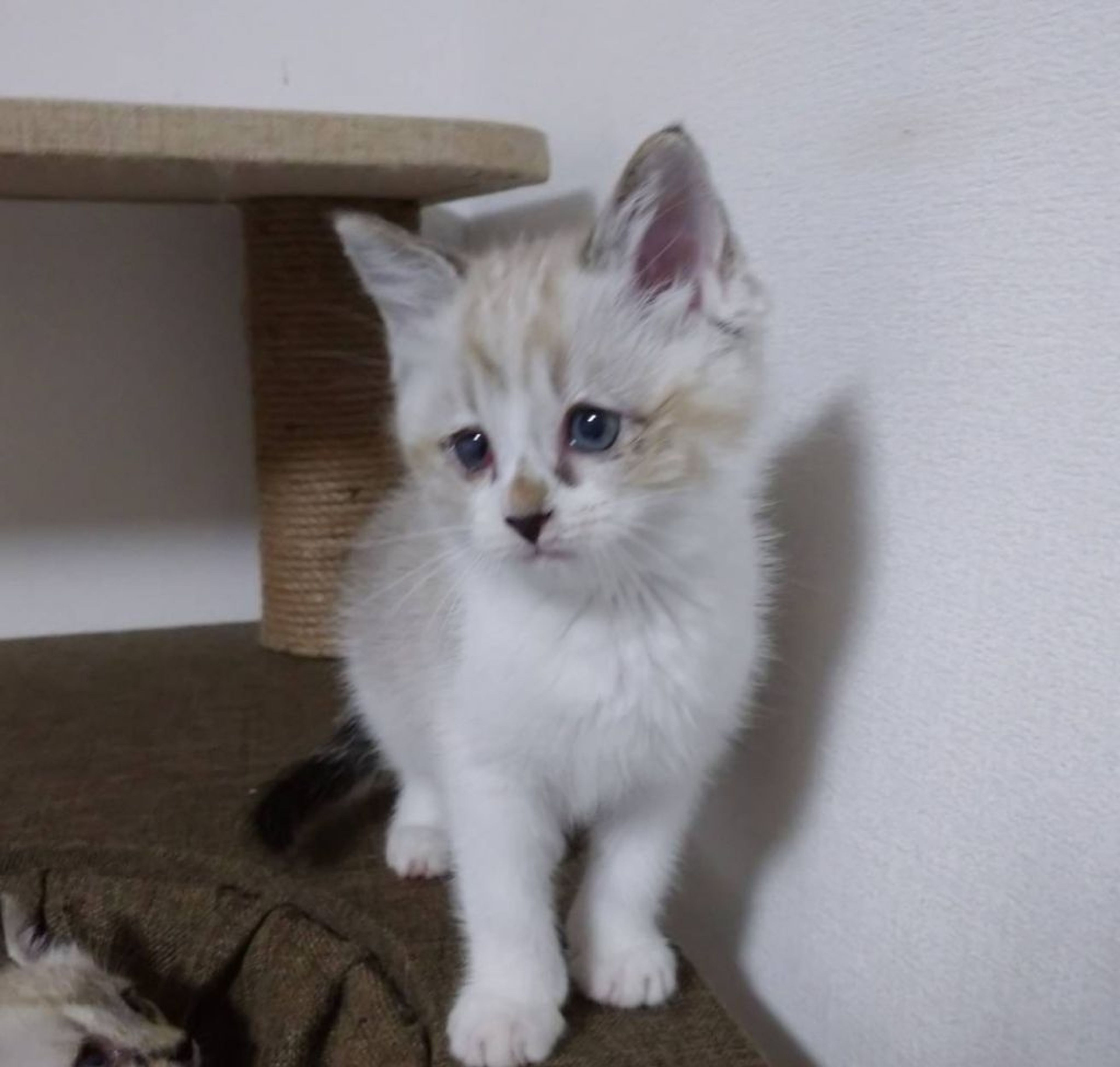 pet-image-4