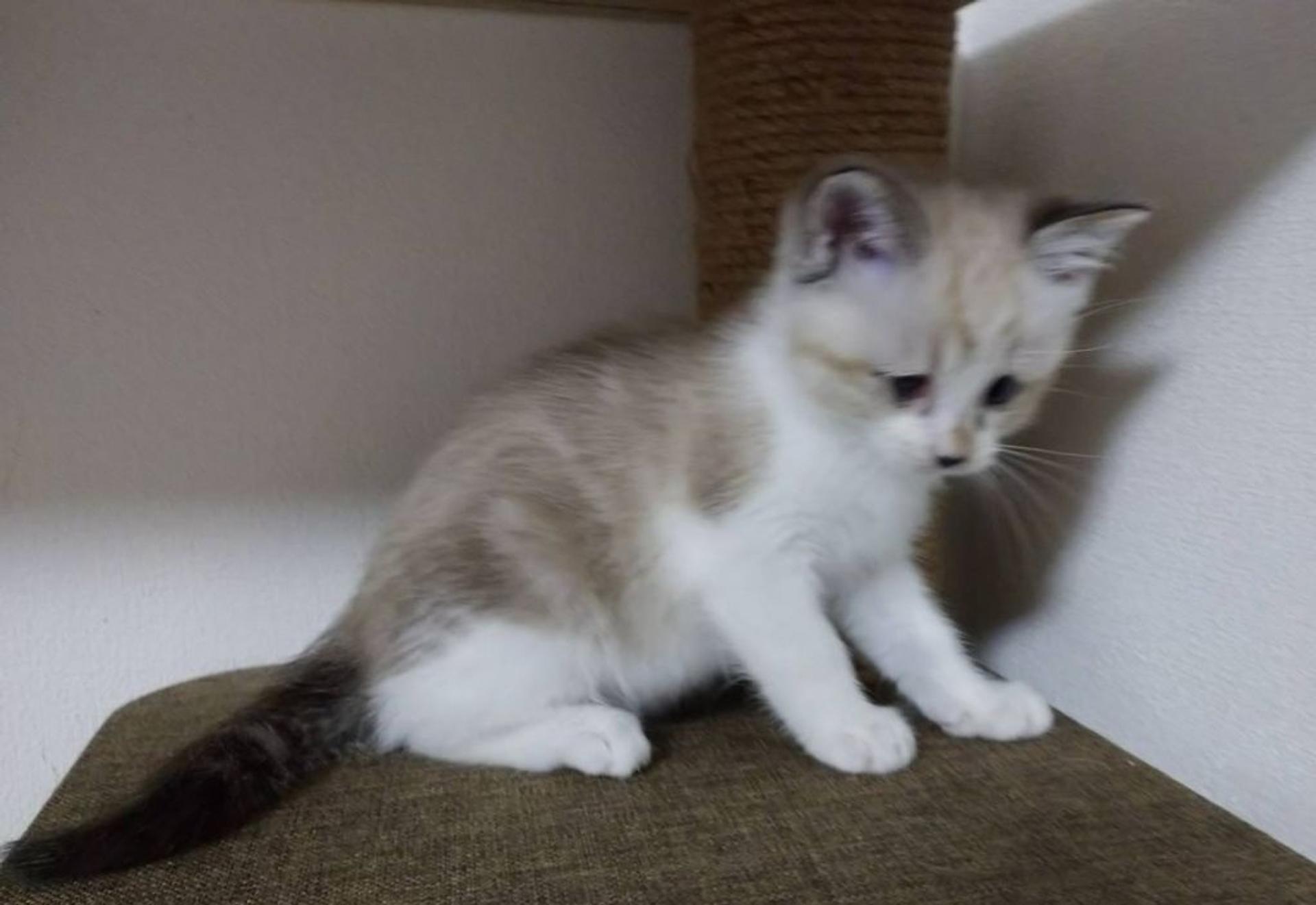 pet-image-5