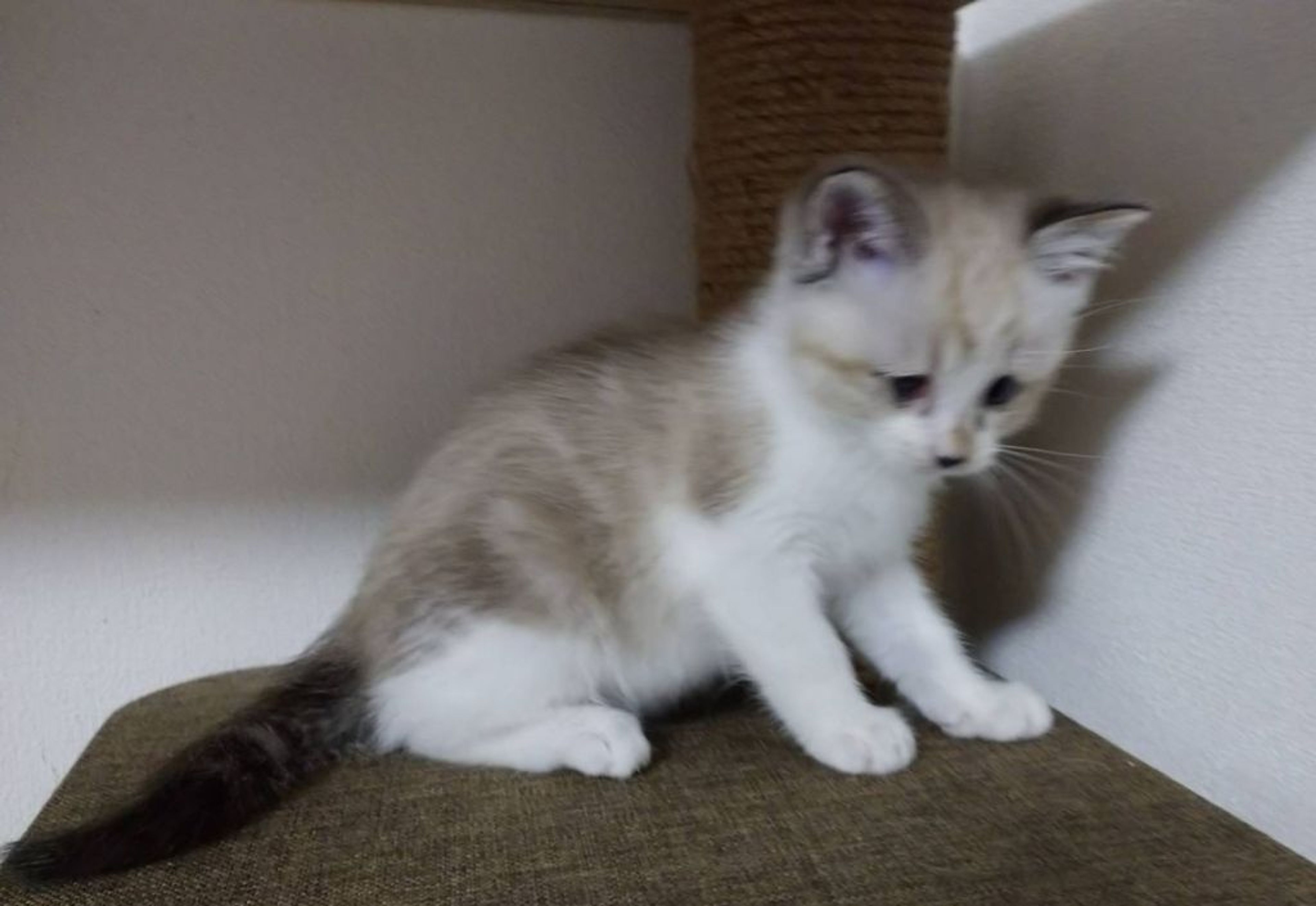 pet-image-5