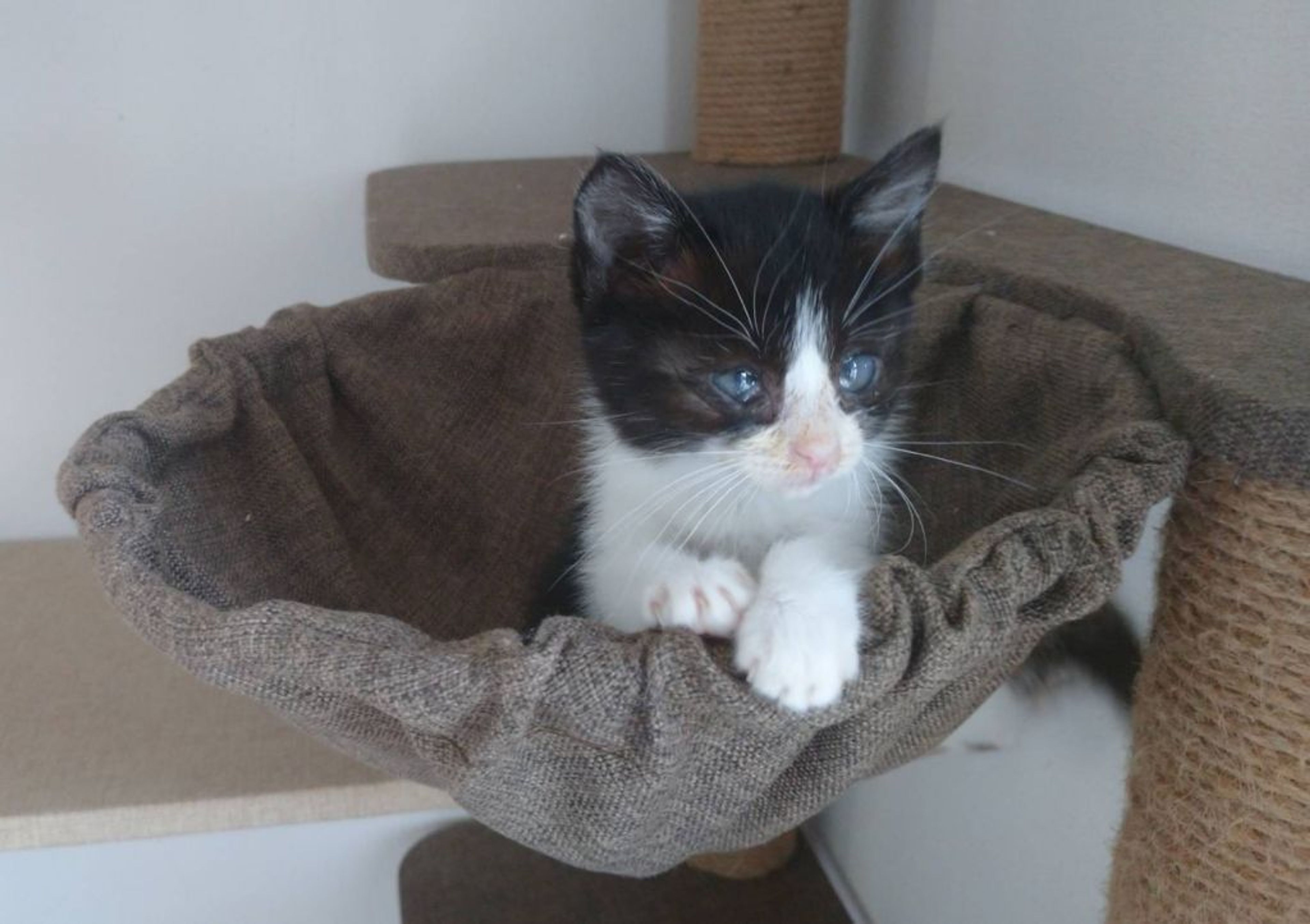 pet-image-2