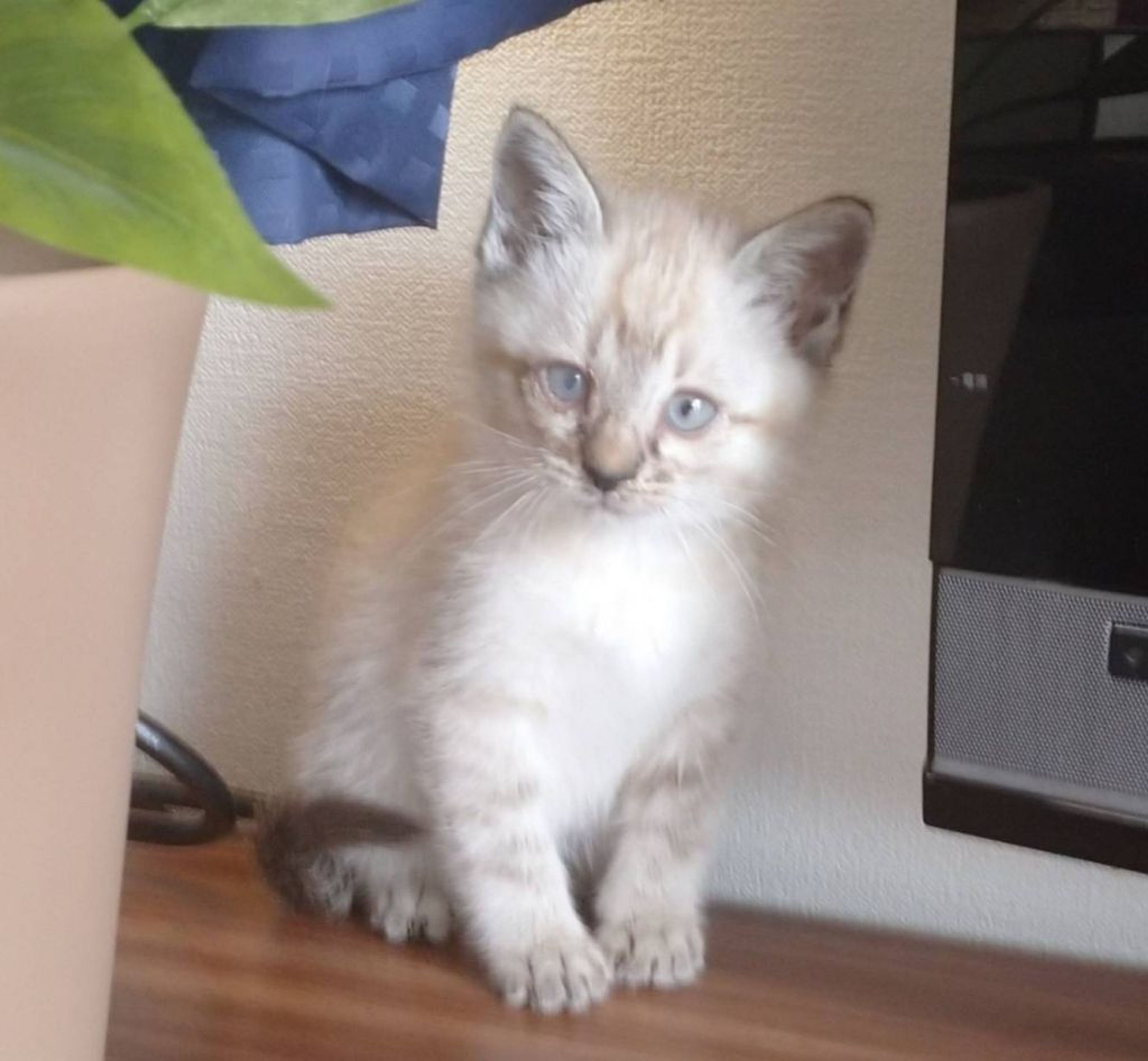 雑種（ミックス猫）・メスの里親募集の写真