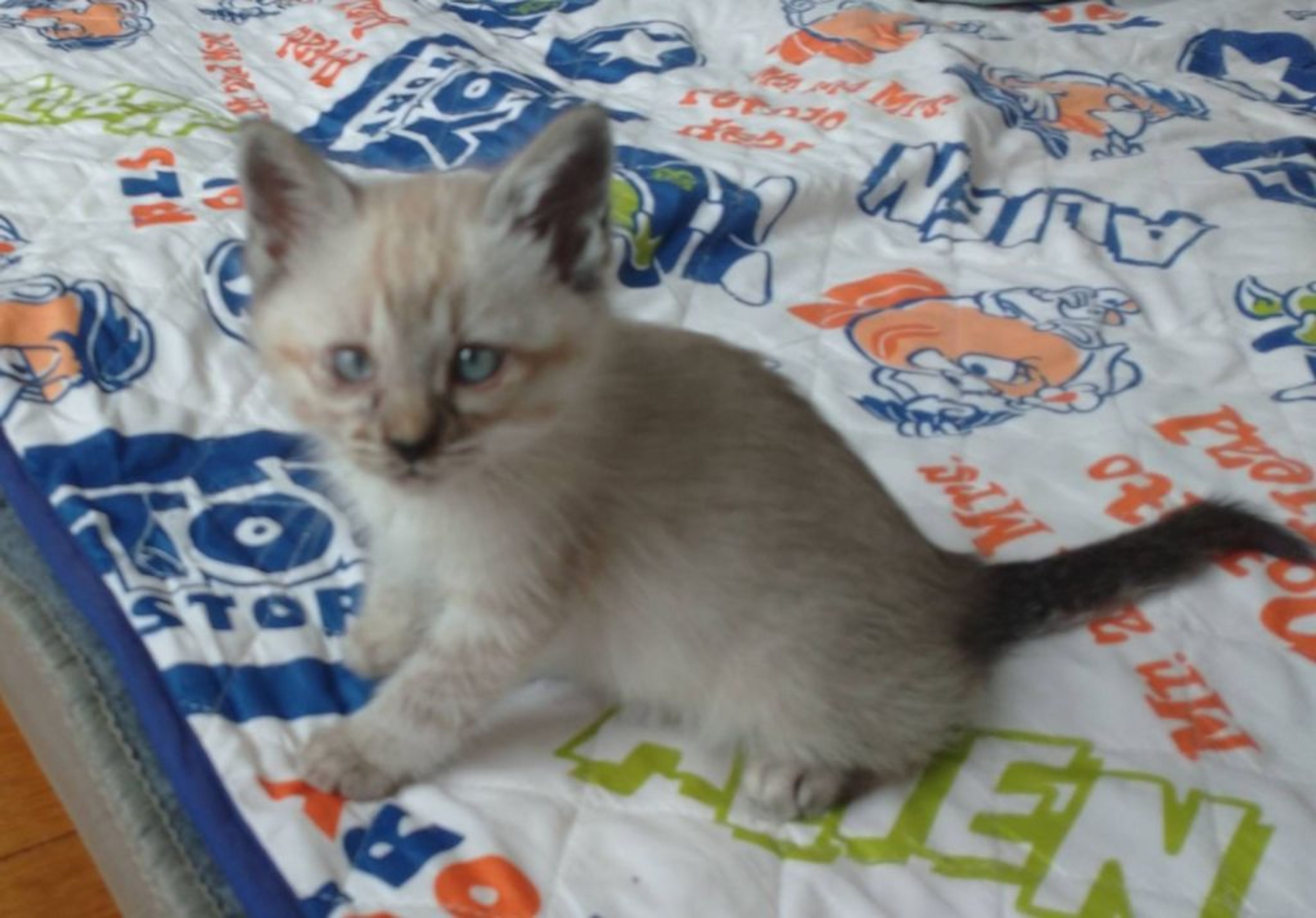 pet-image-3