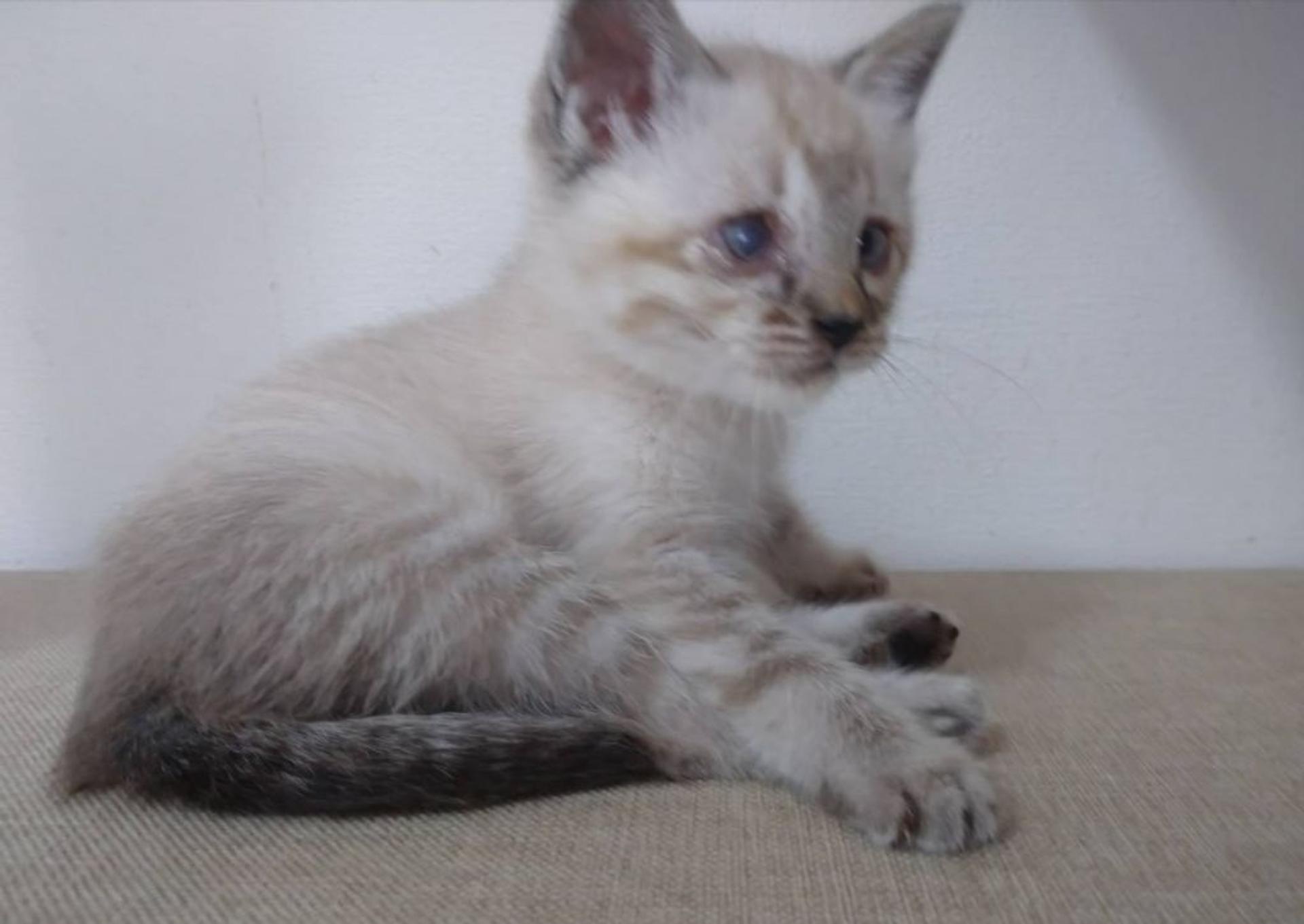 pet-image-4