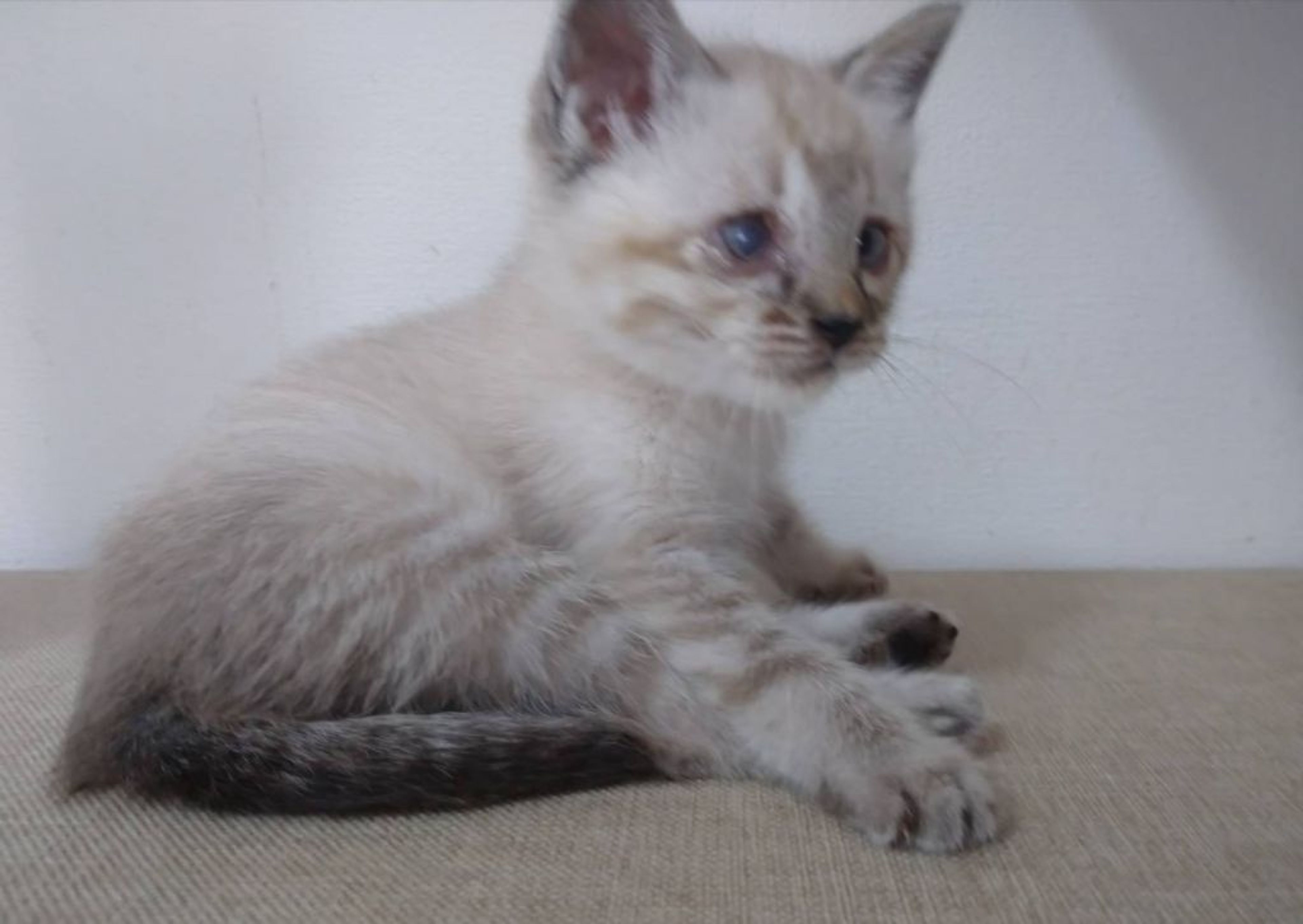pet-image-4