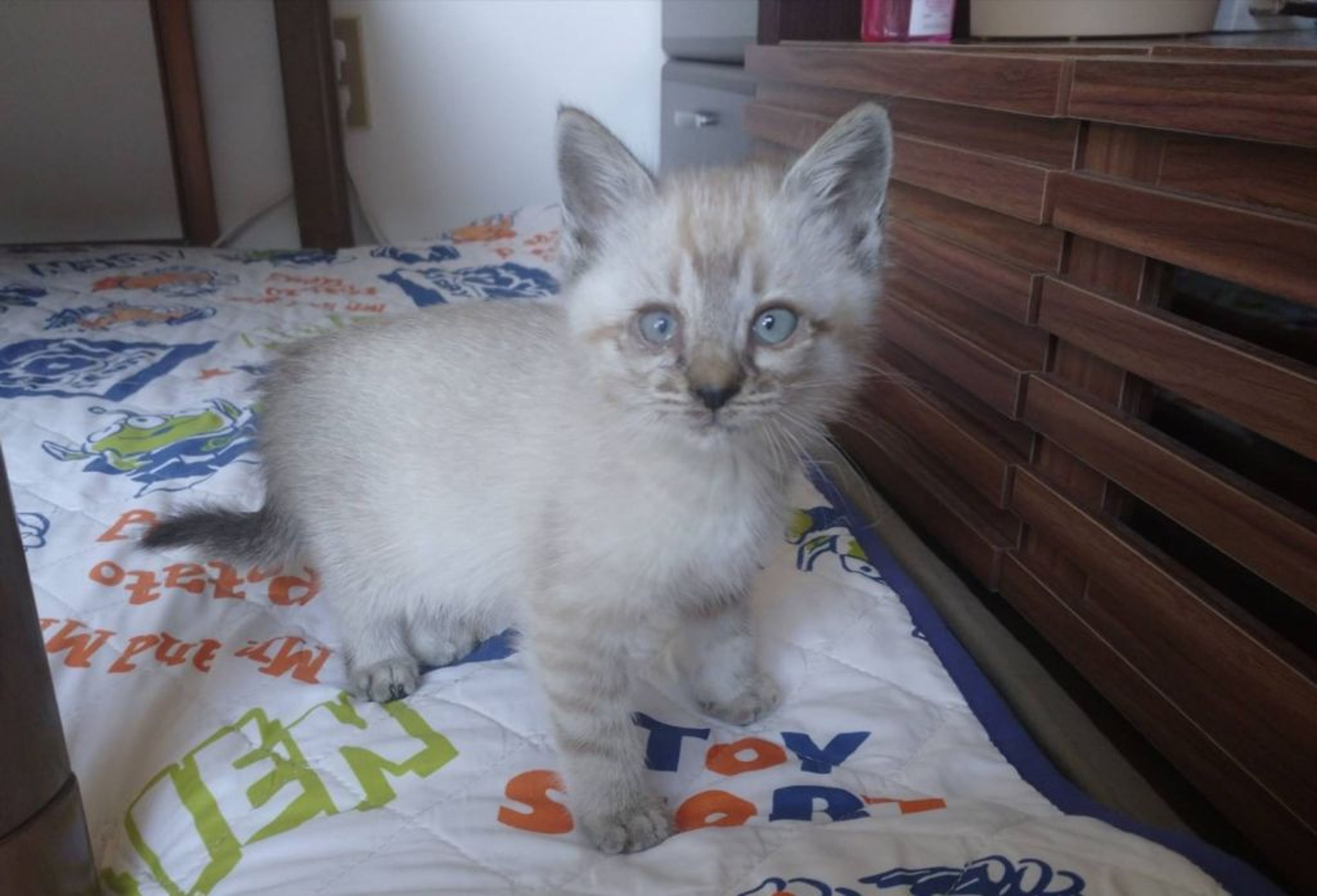 pet-image-5