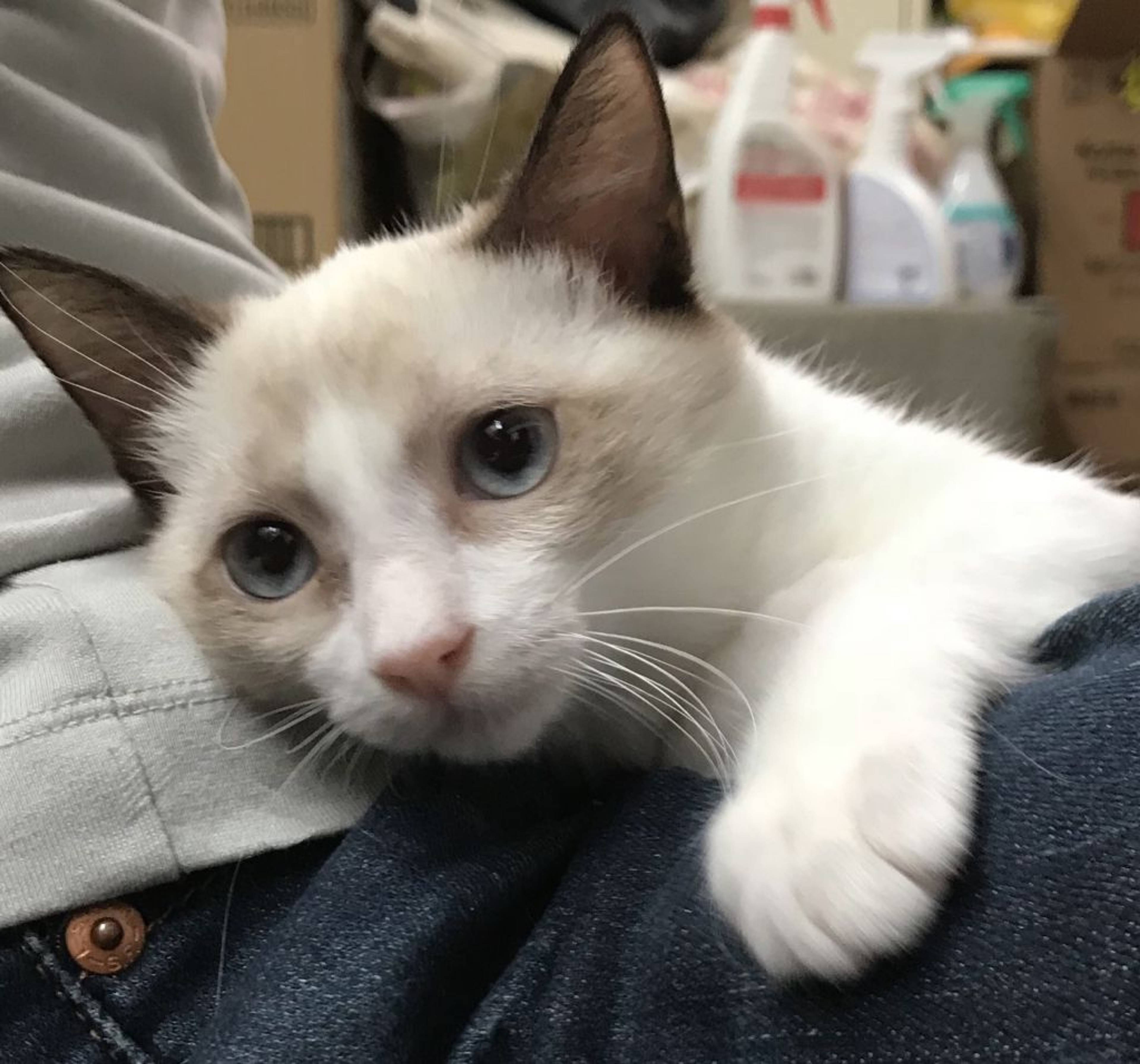 雑種（ミックス猫）・メスの里親募集の写真