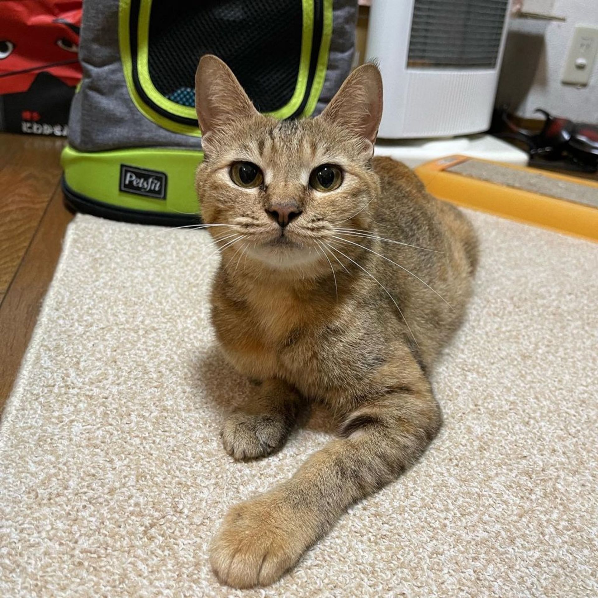 雑種（ミックス猫）・メスの里親募集の写真