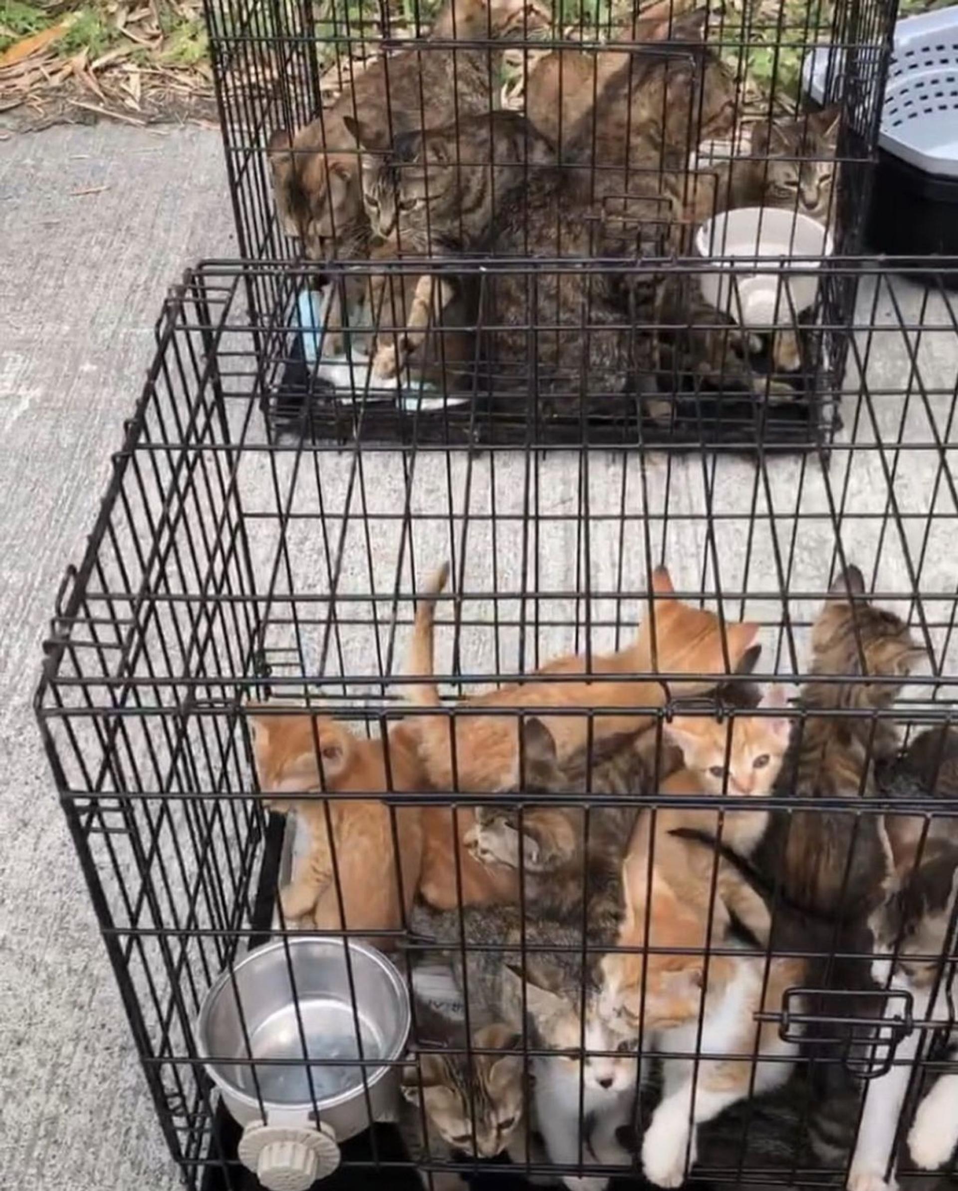 pet-image-9