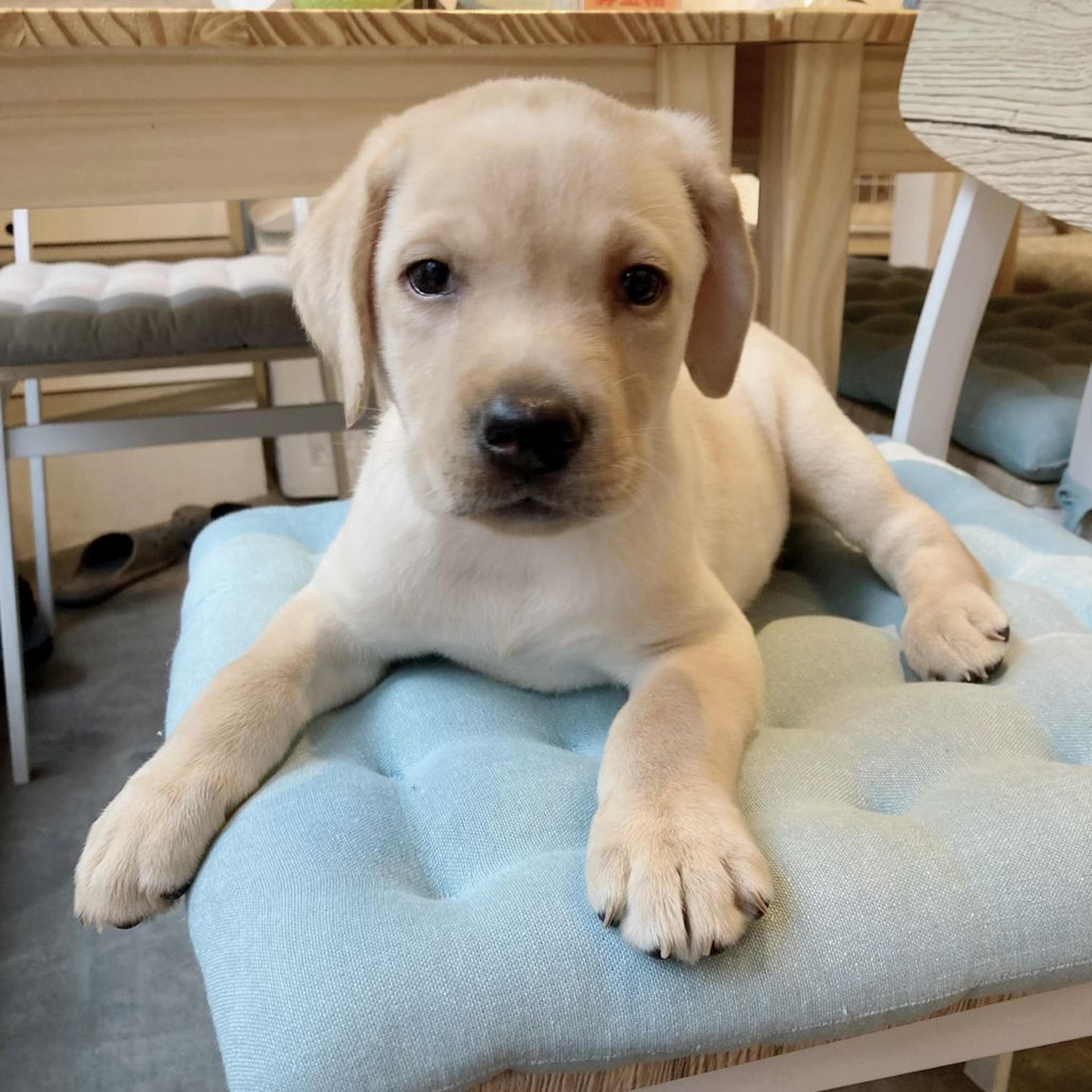 pet-image-4