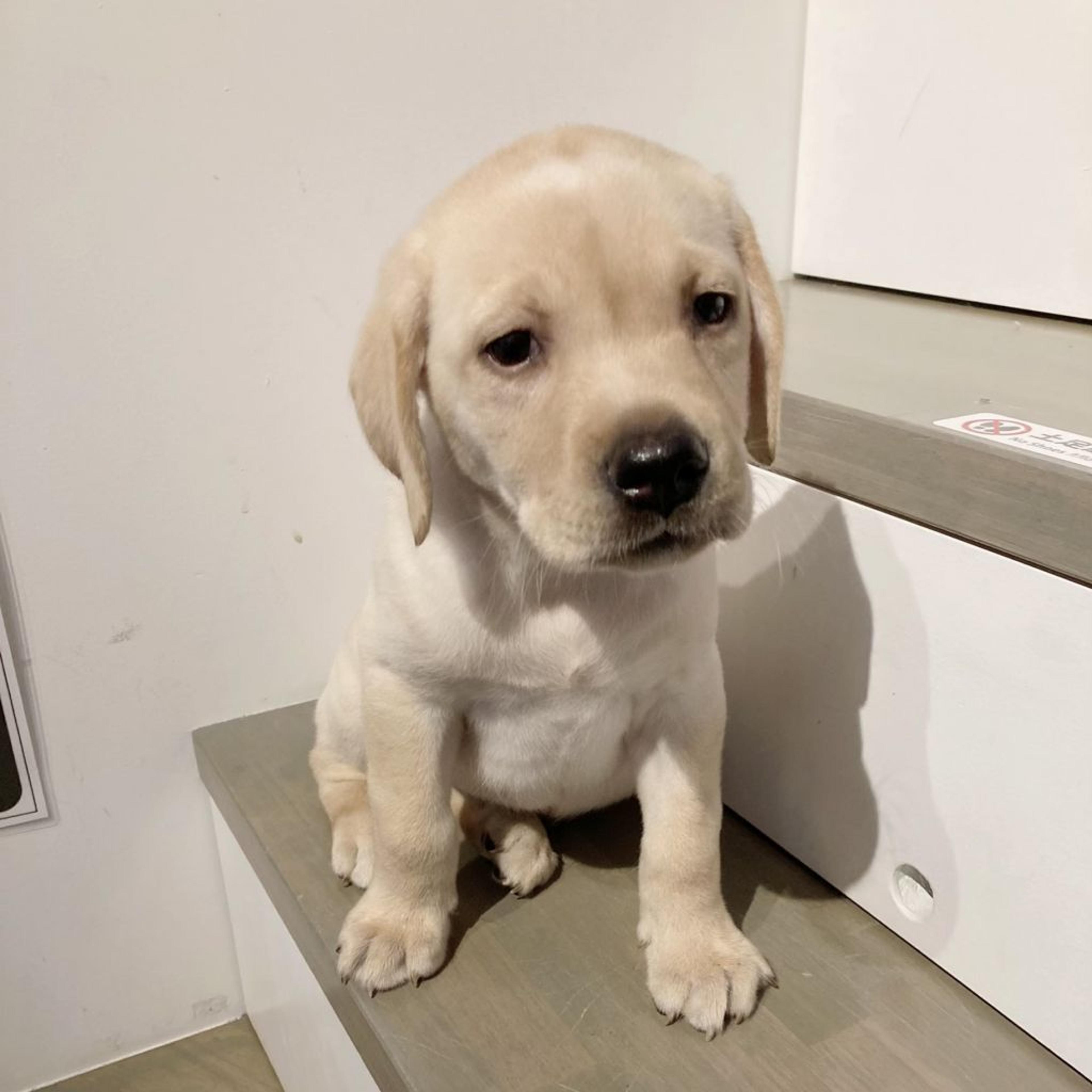 pet-image-6