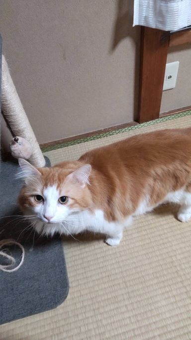 ルーンの写真