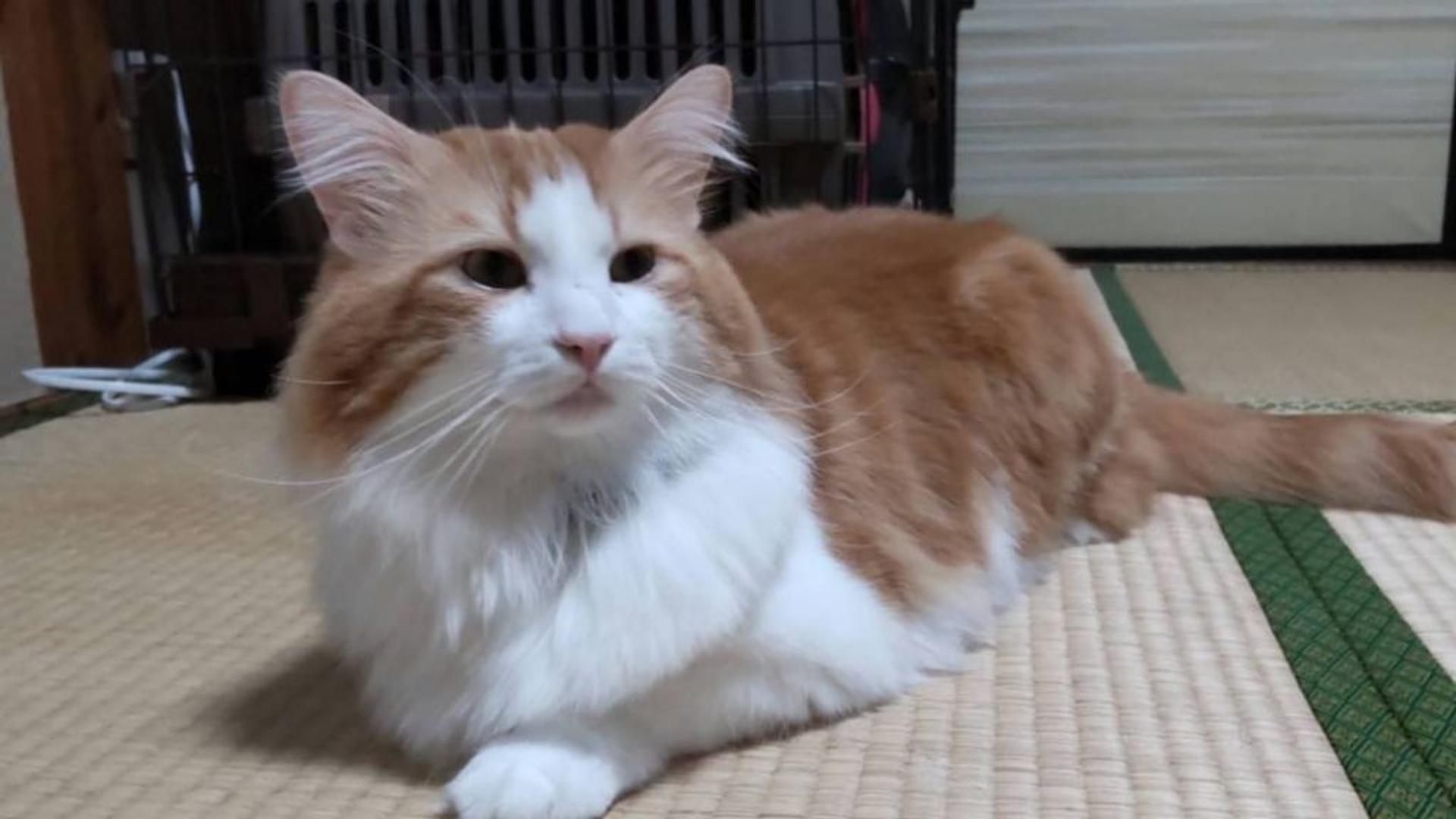 pet-image-3