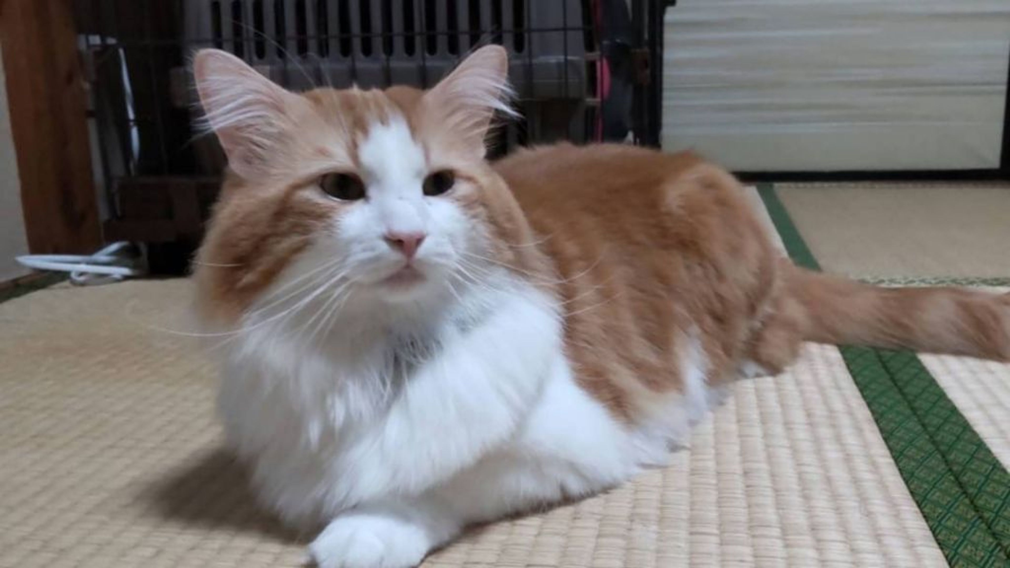 pet-image-3