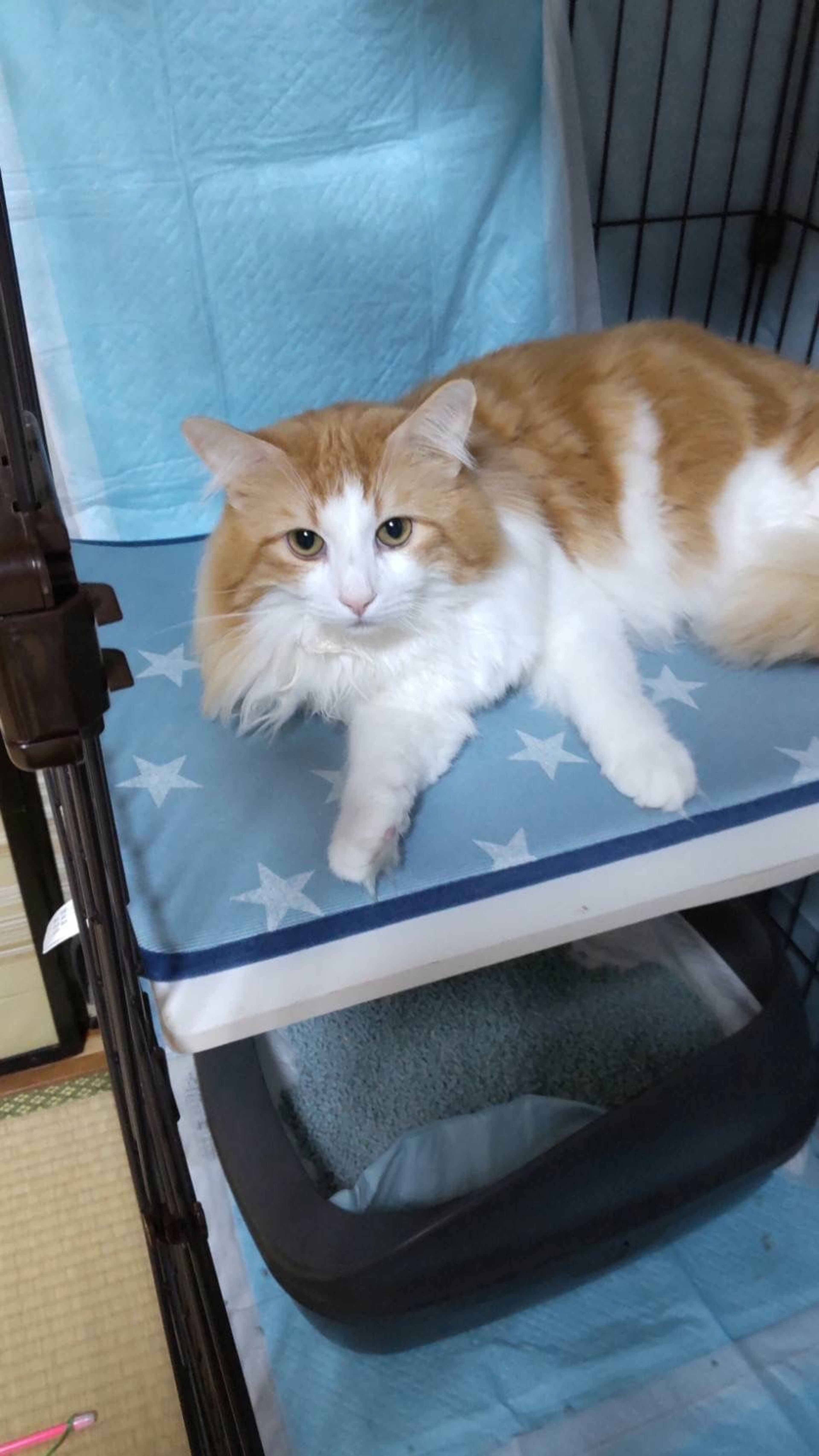 pet-image-4
