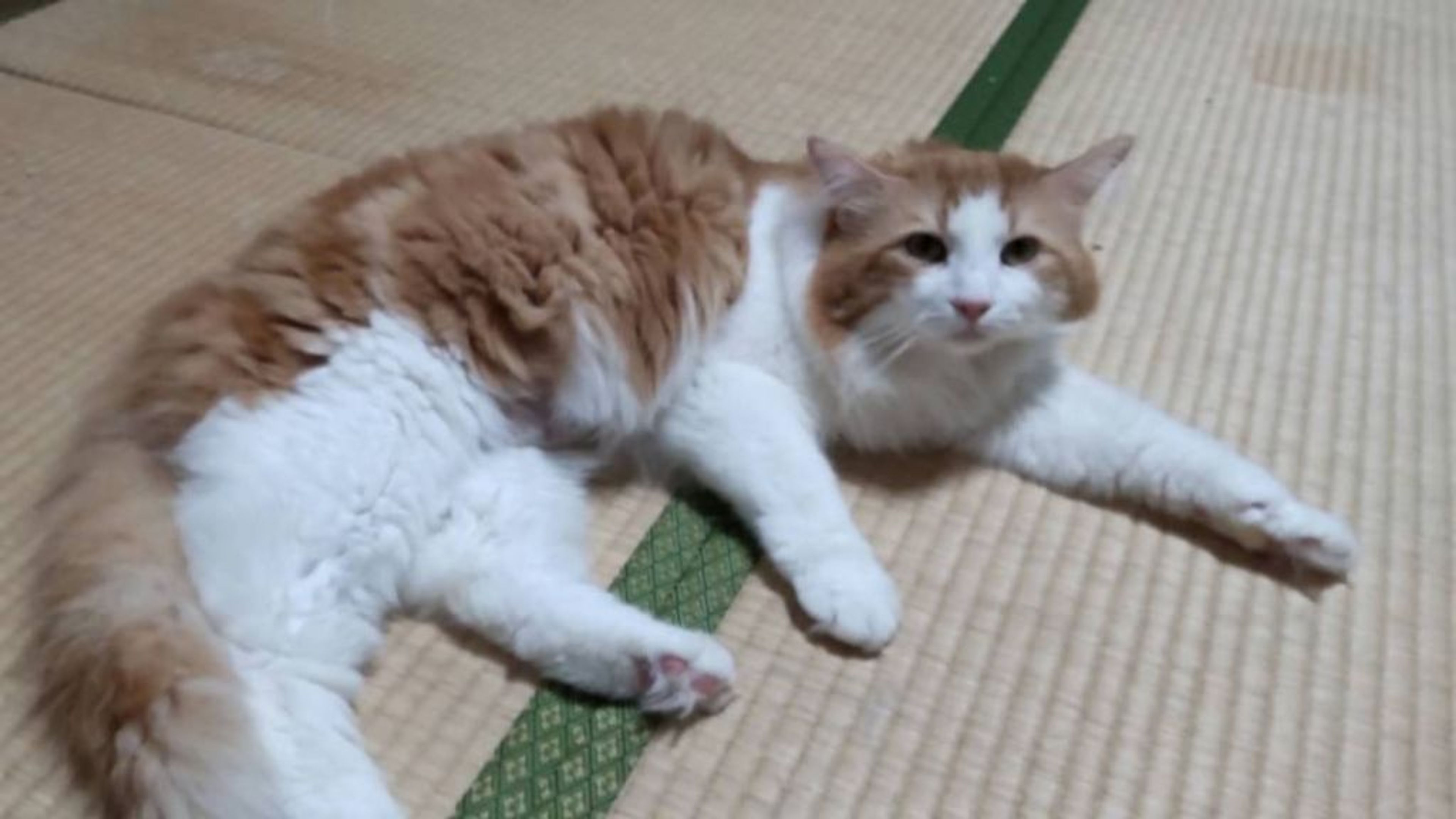 pet-image-5