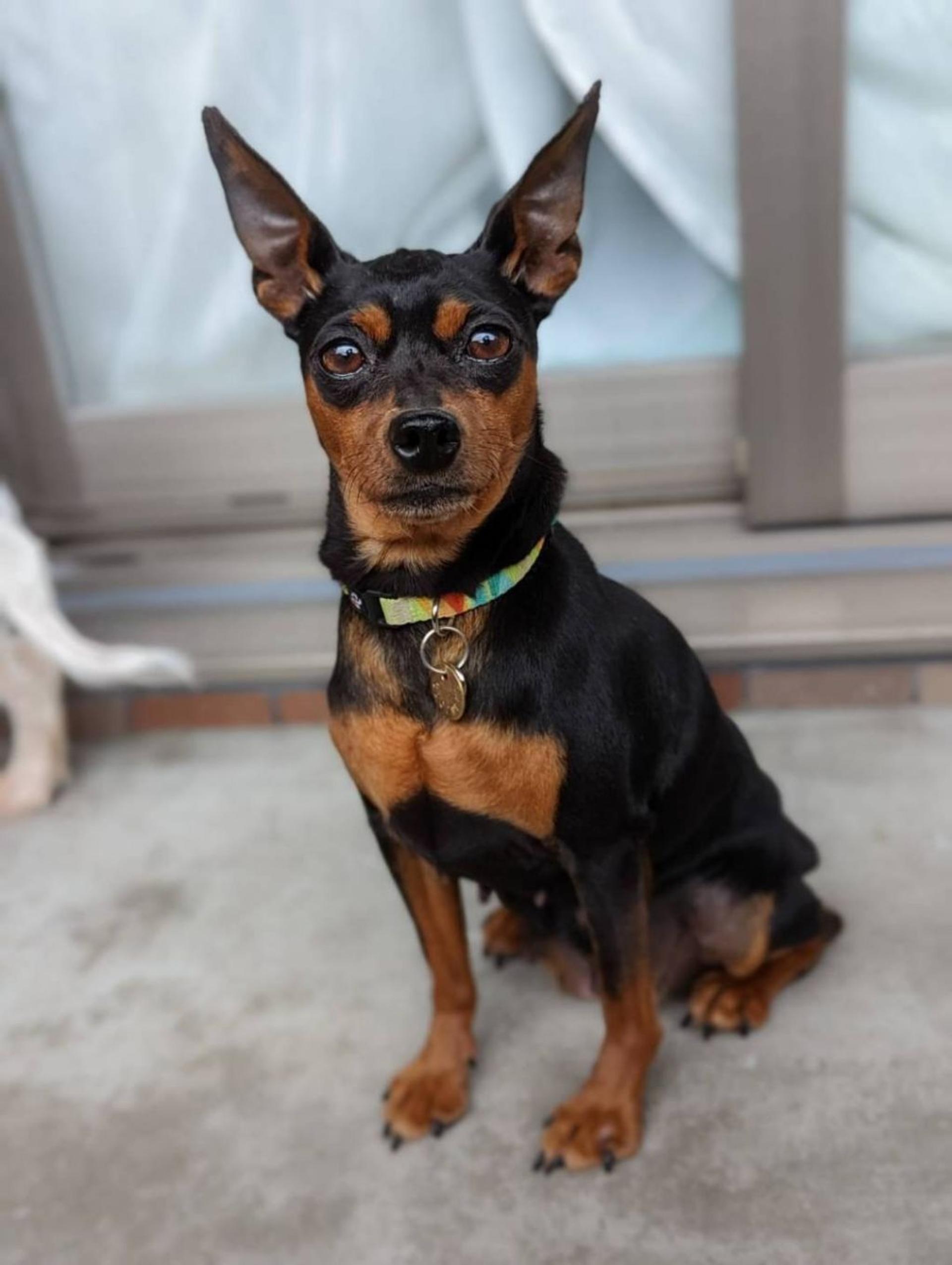 pet-image-2