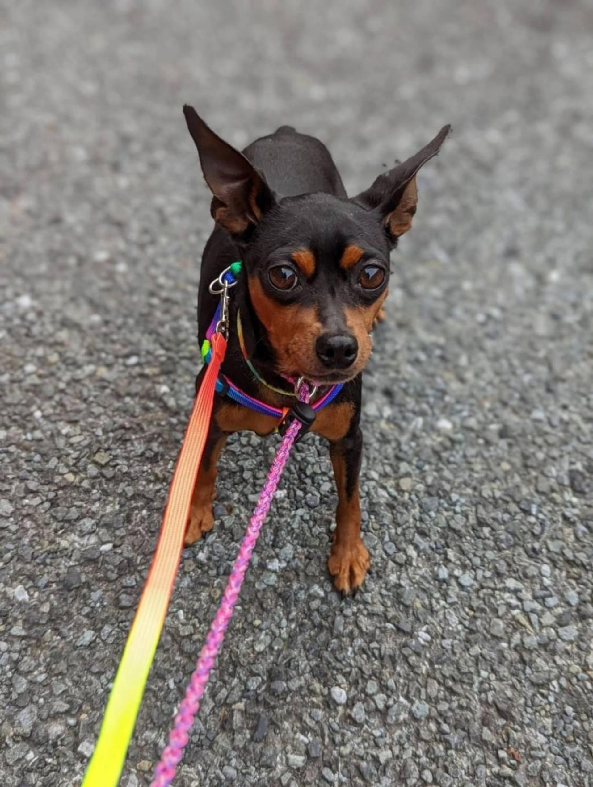 pet-image-3