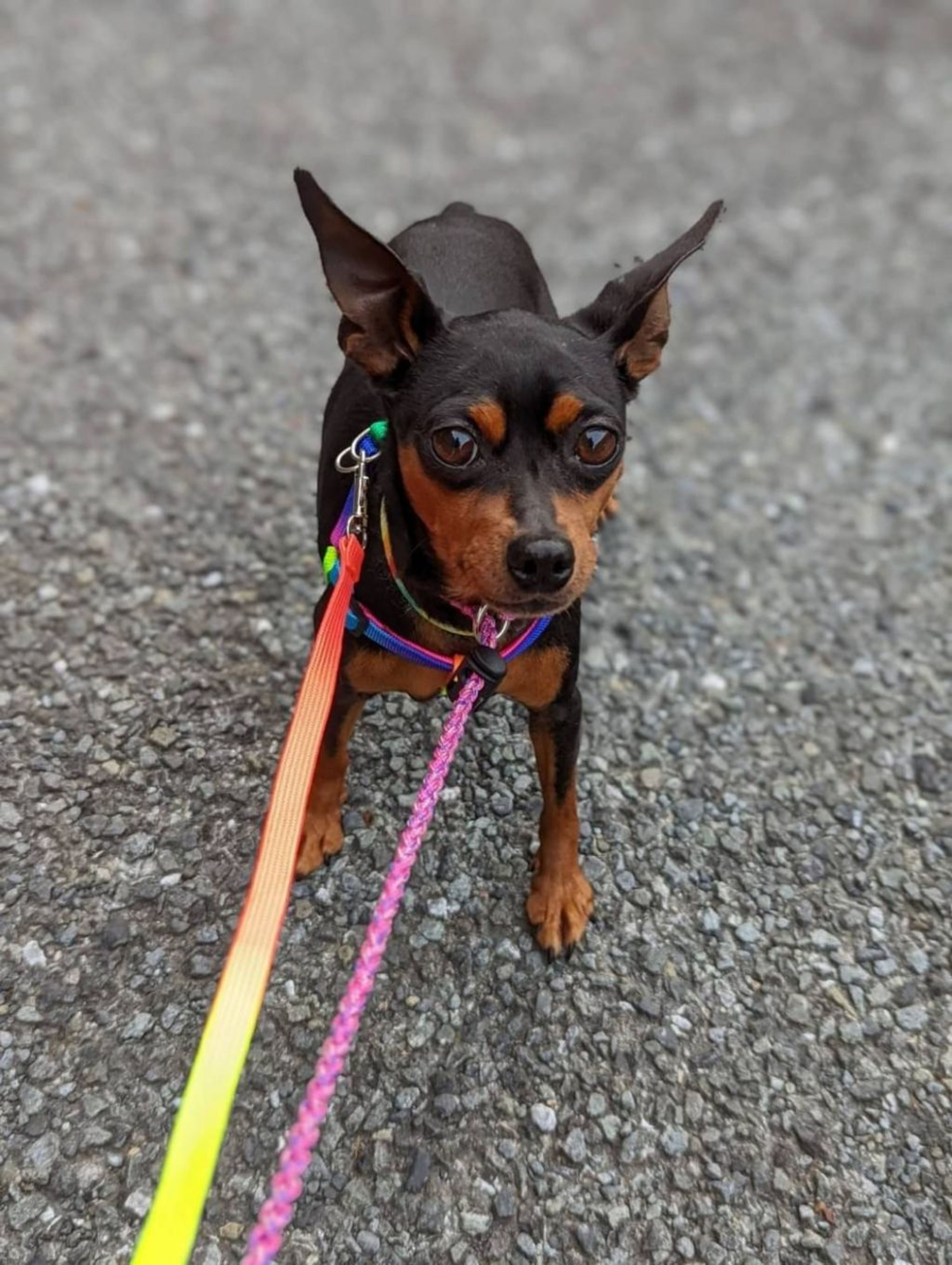 pet-image-3