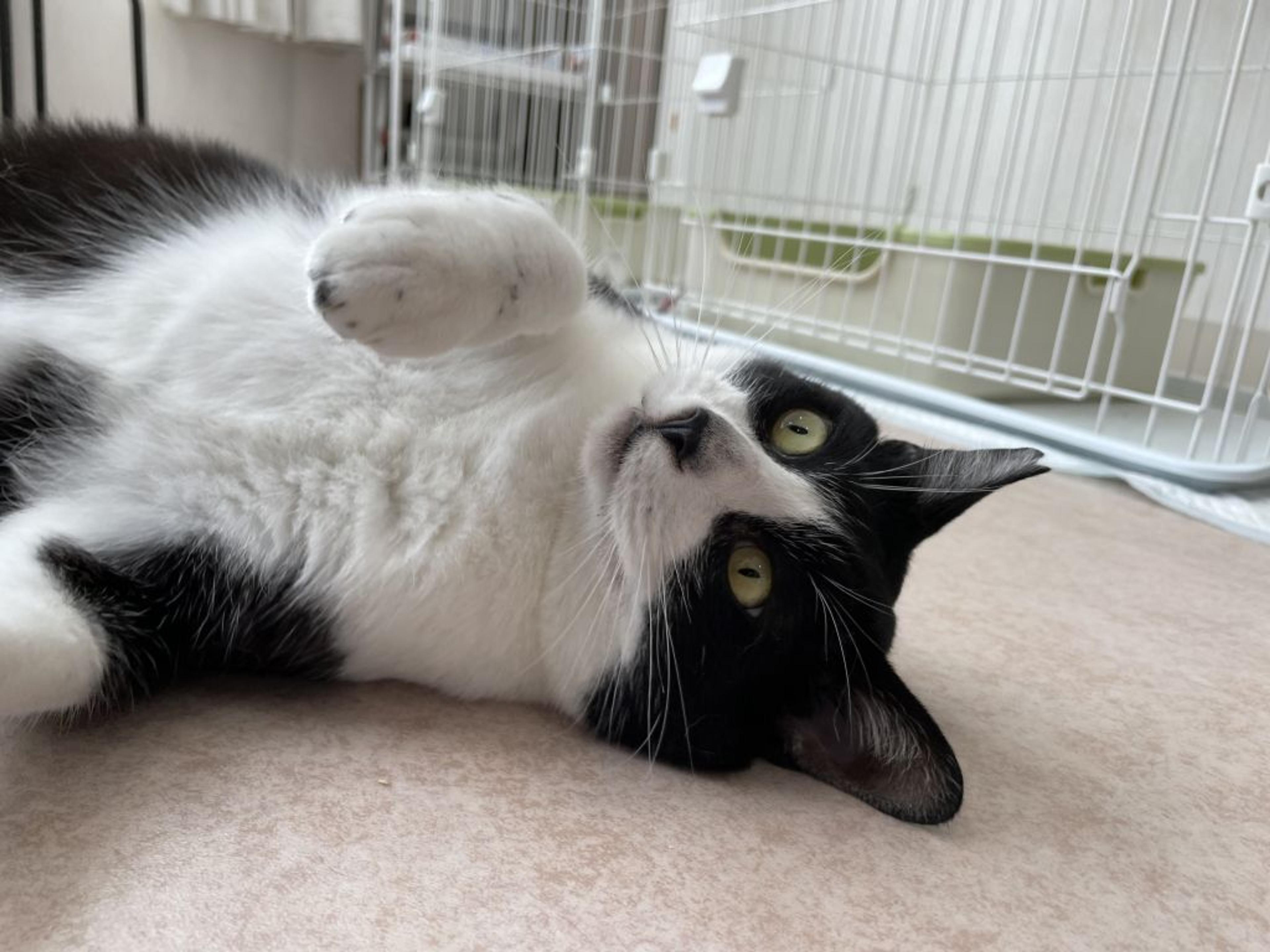 pet-image-4