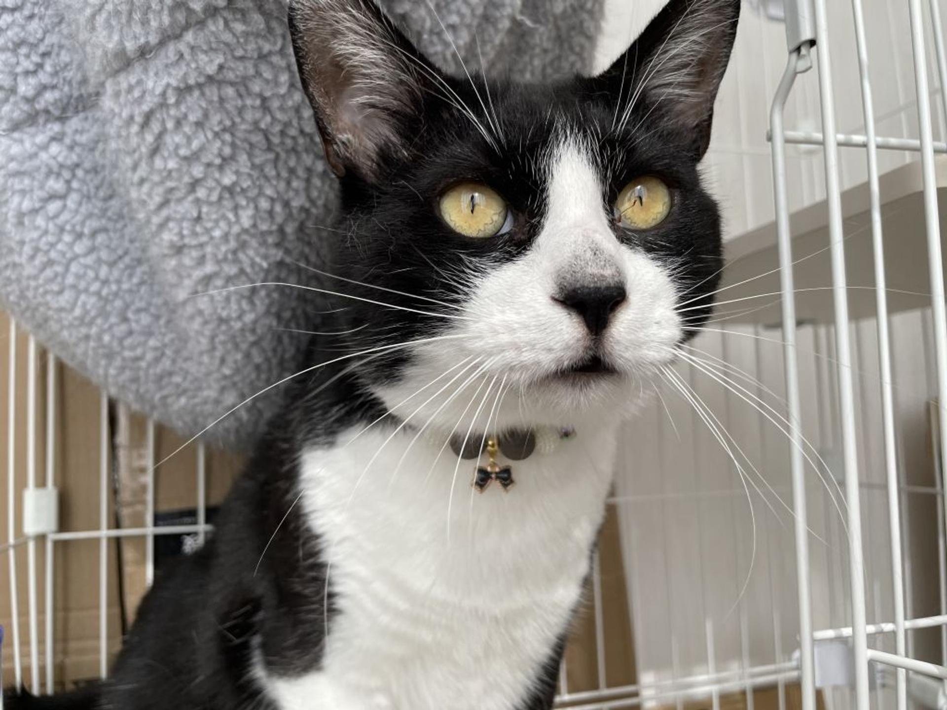 pet-image-5