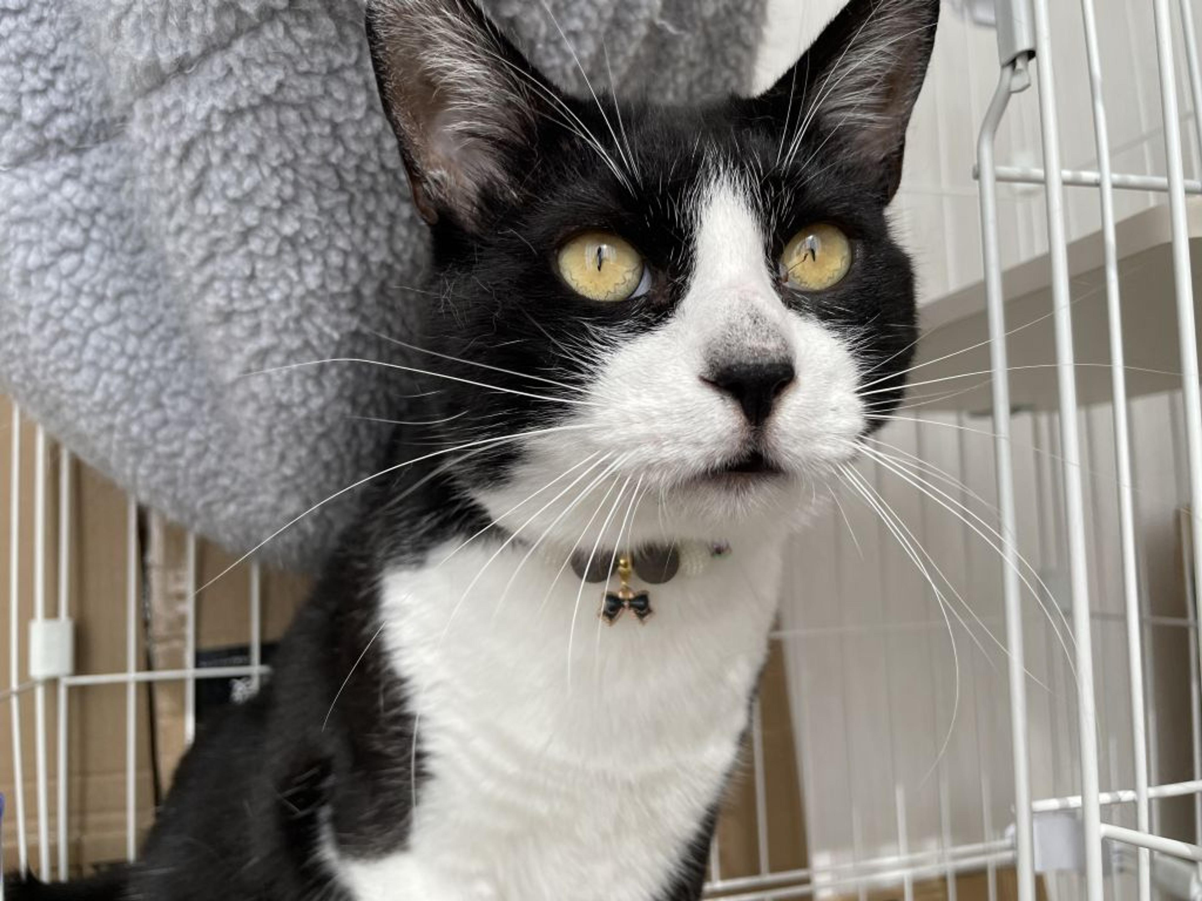 pet-image-5